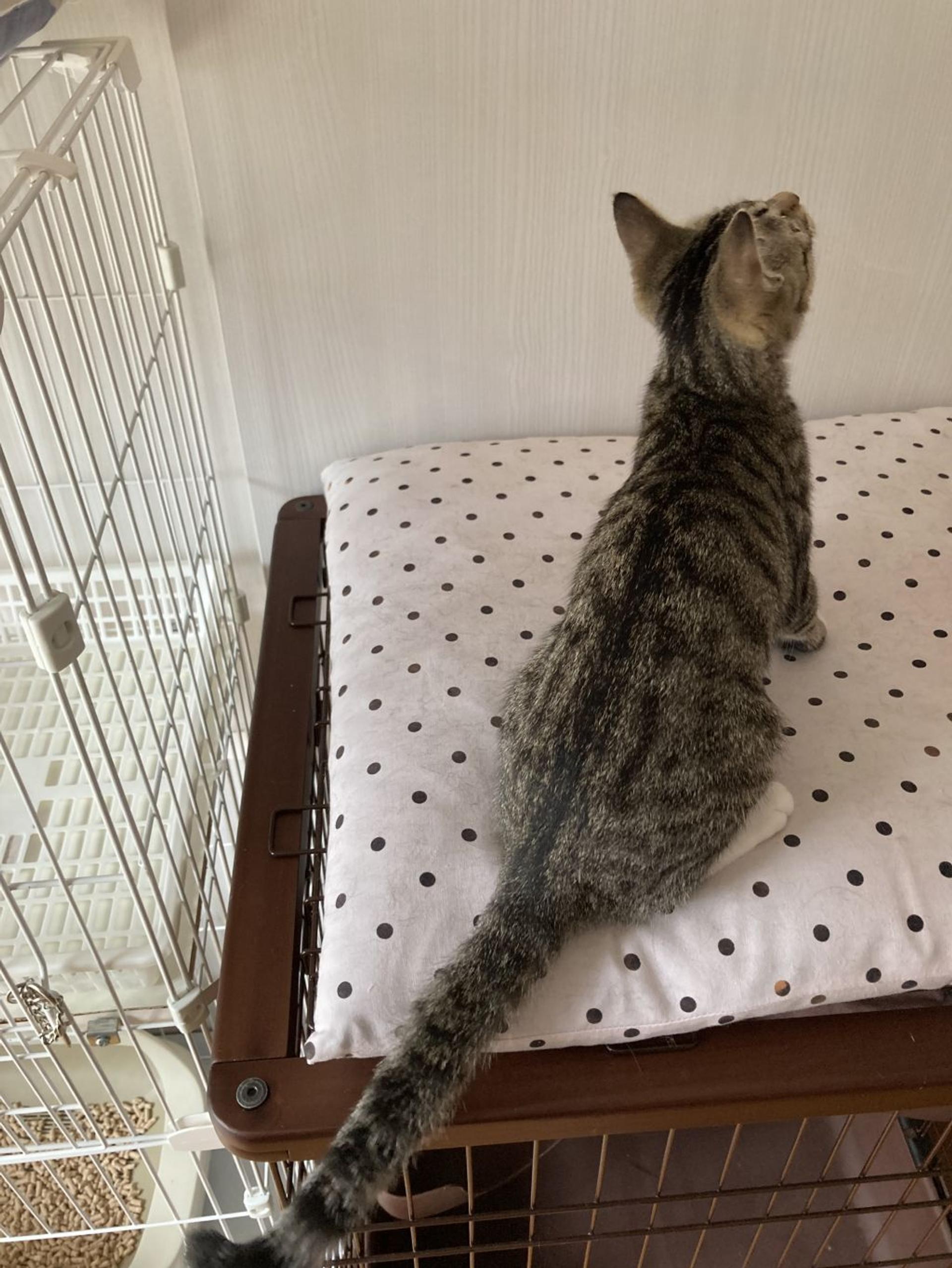 pet-image-9