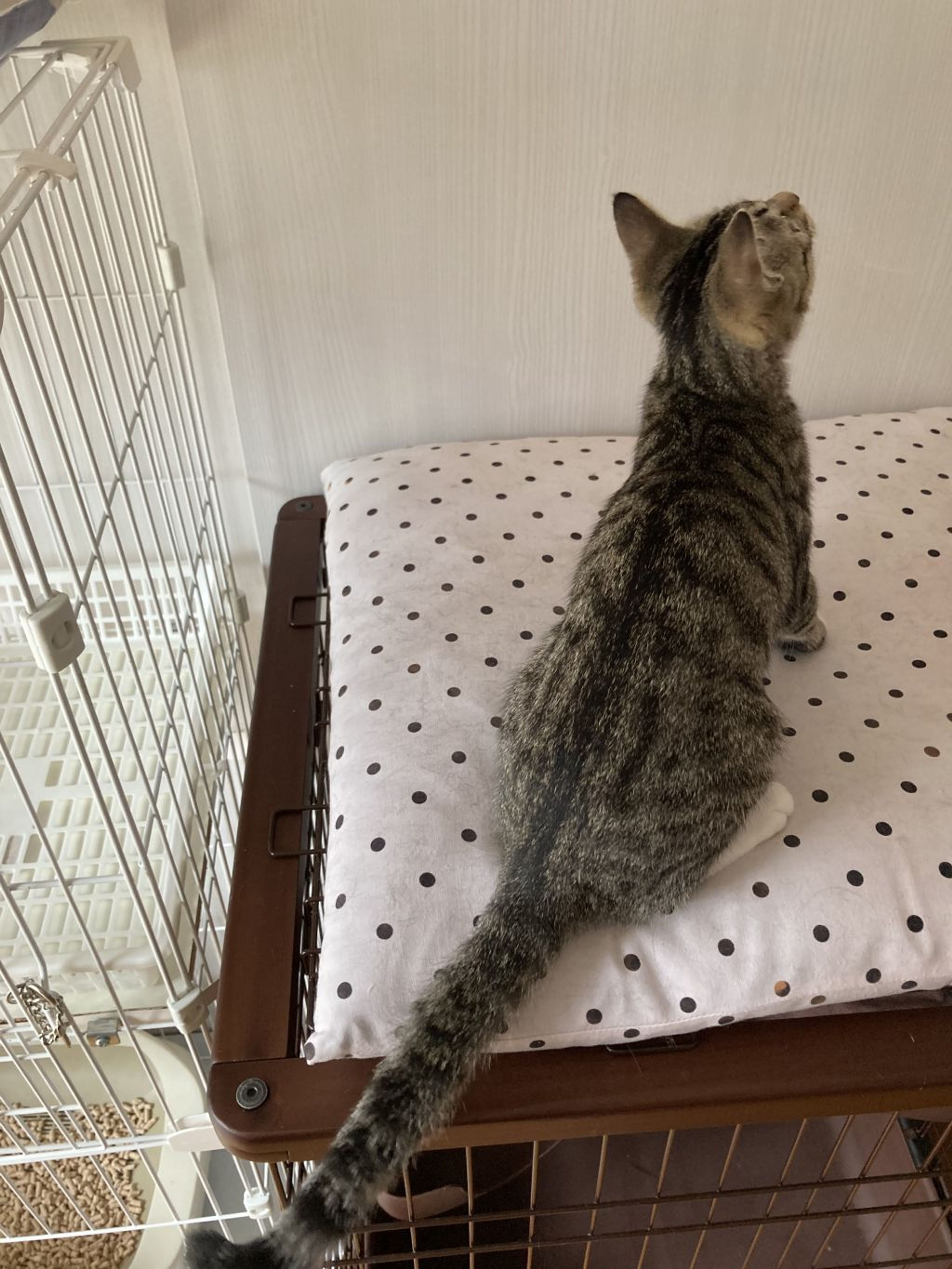 pet-image-9