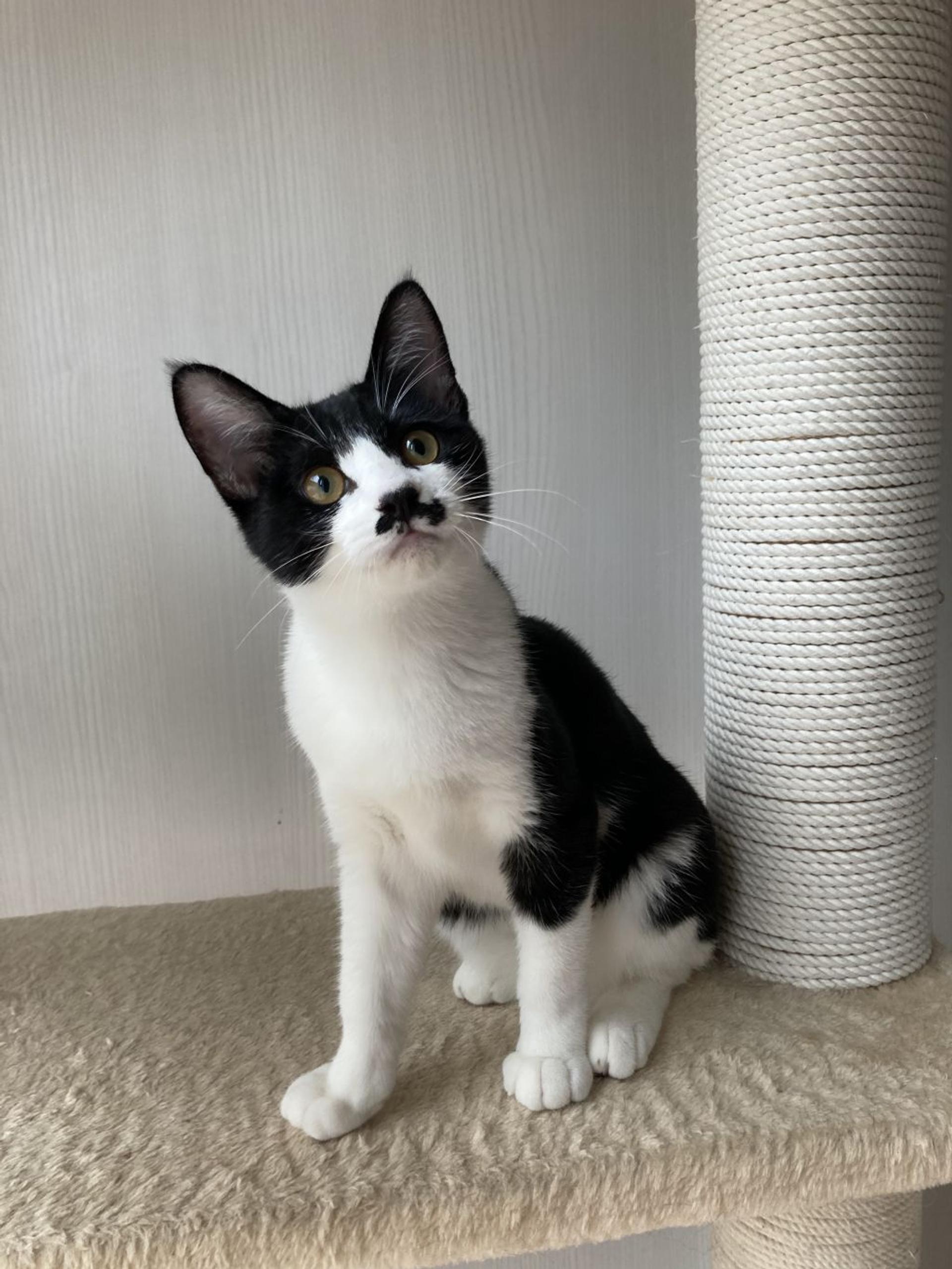 pet-image-5