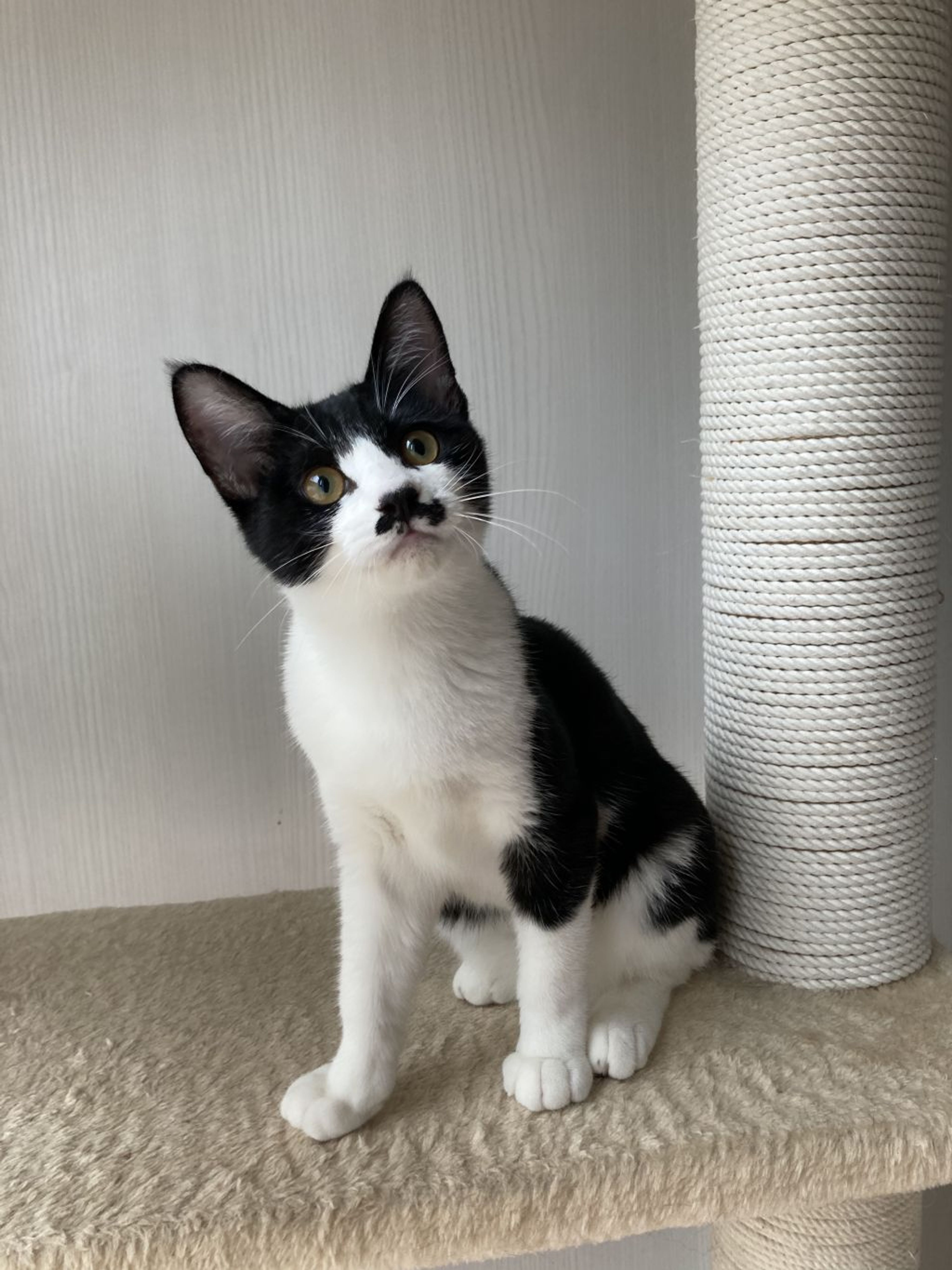 pet-image-5