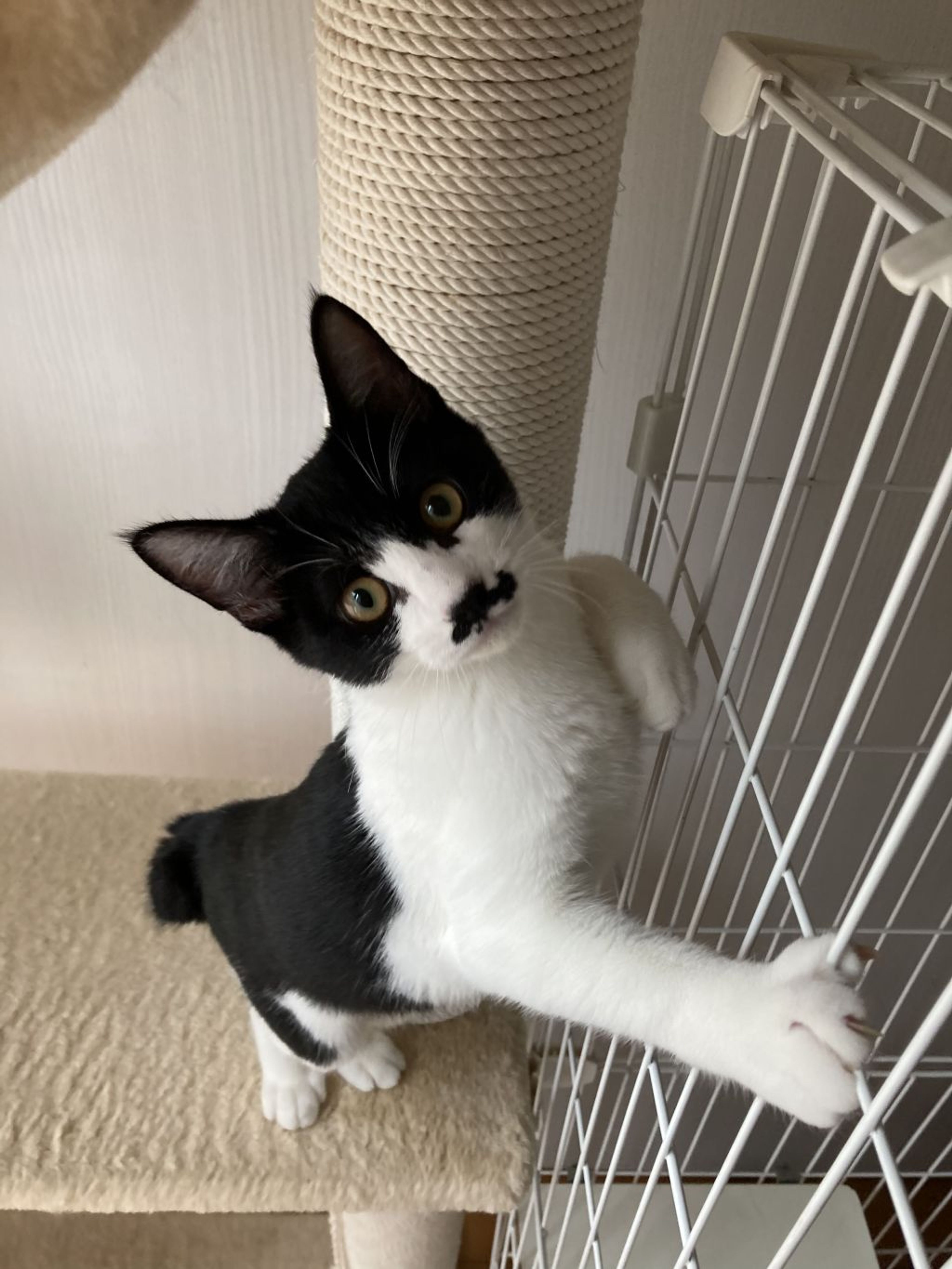 pet-image-6
