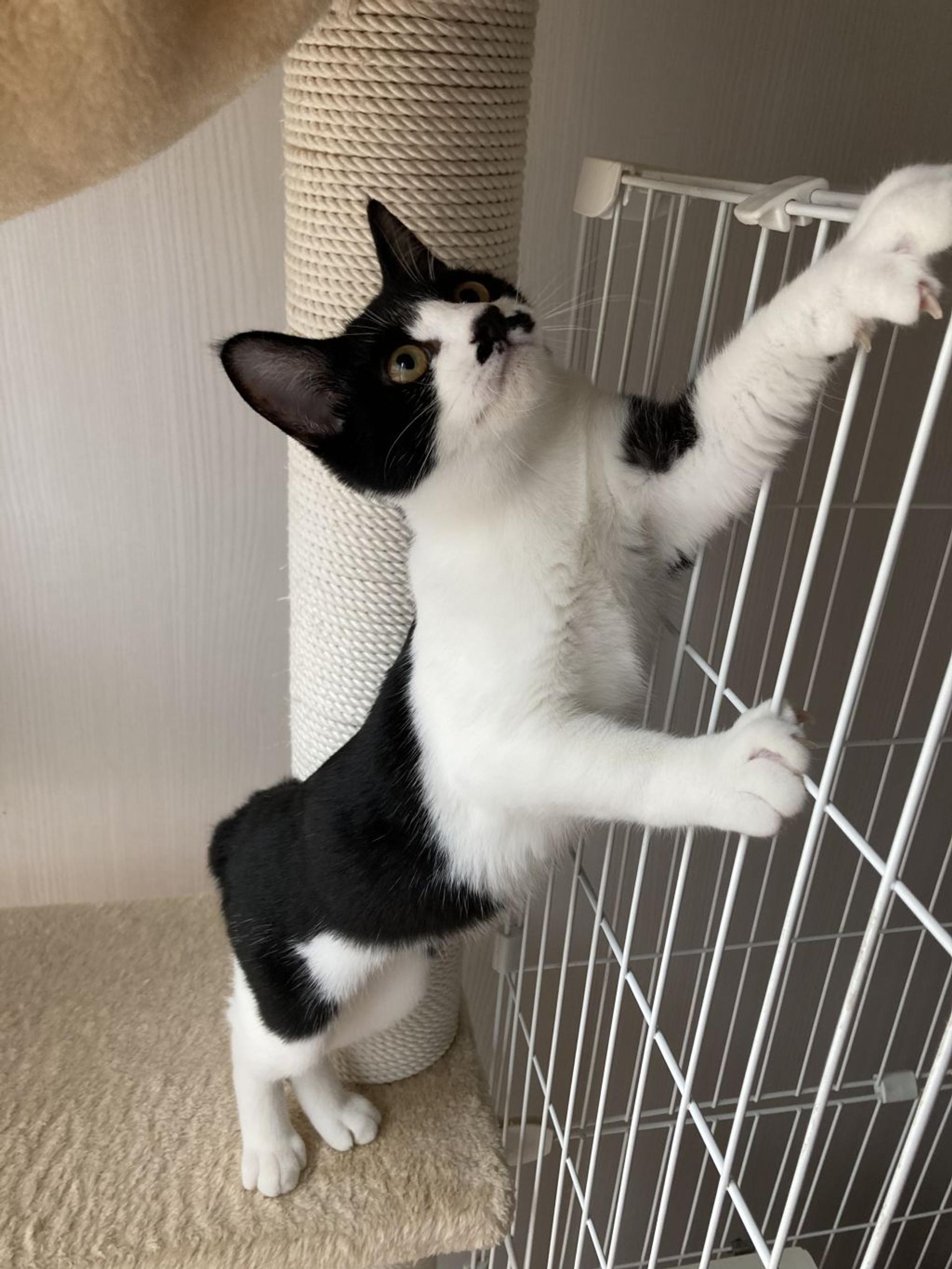 pet-image-7