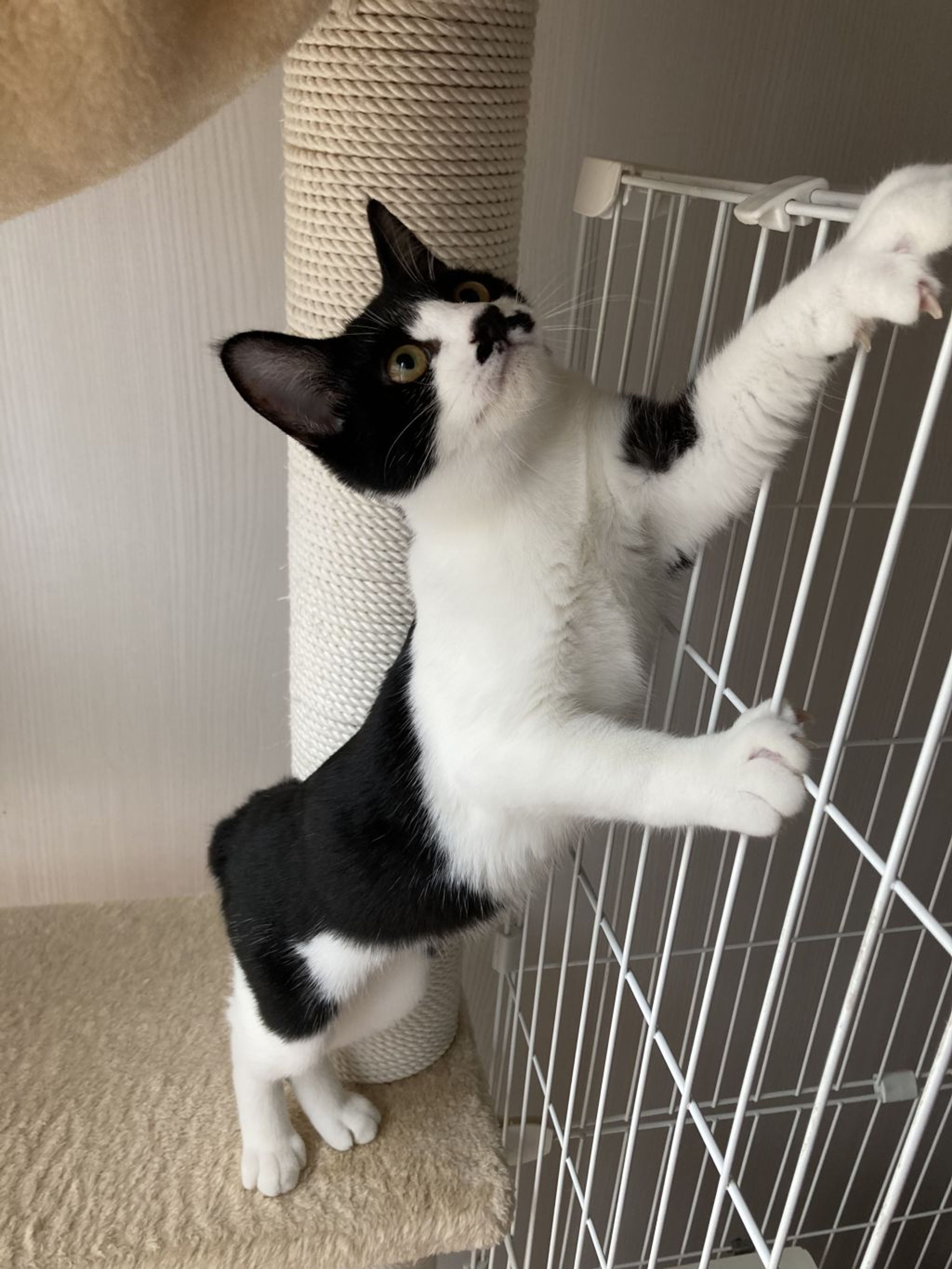 pet-image-7
