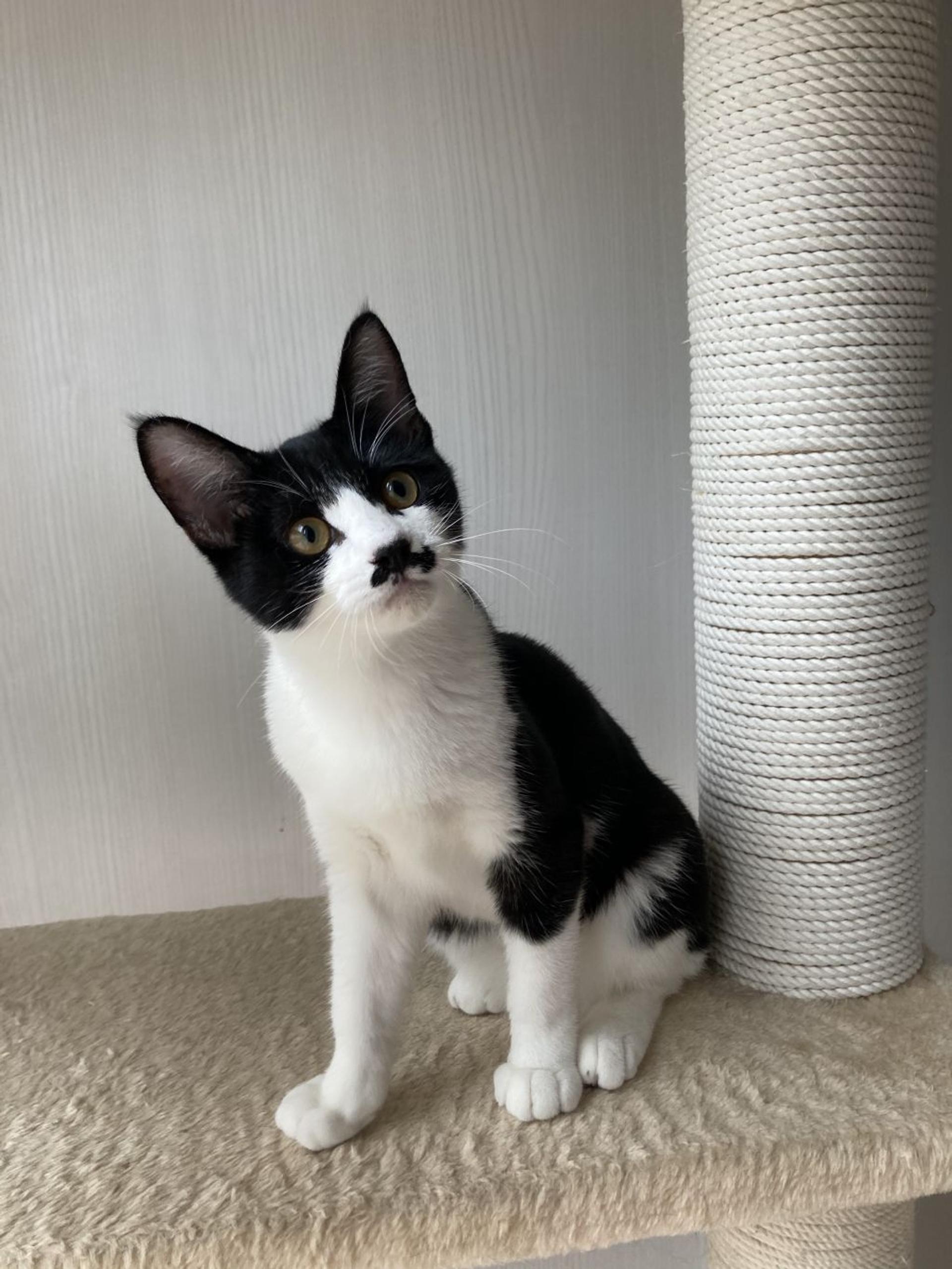 pet-image-9