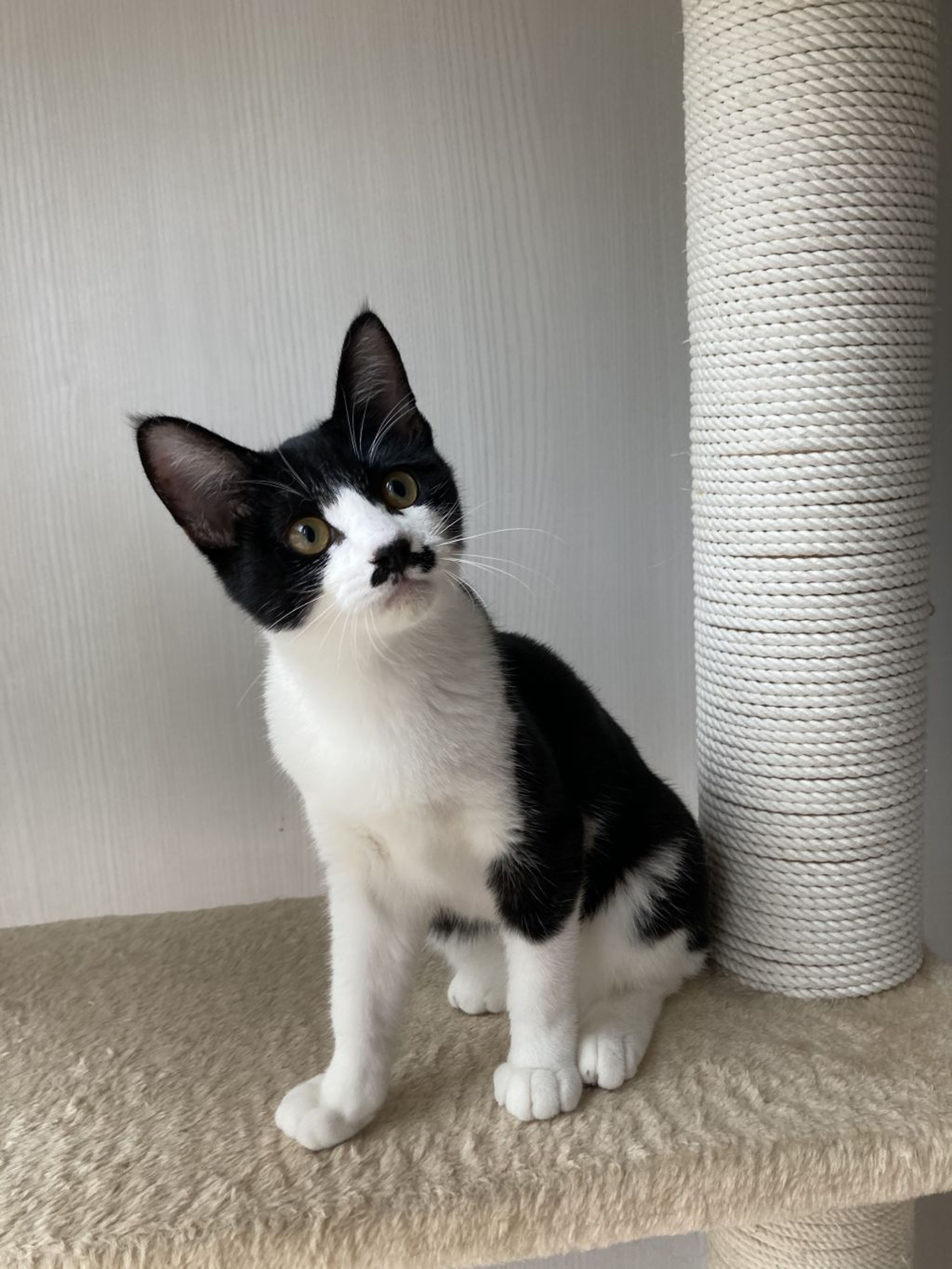 pet-image-9