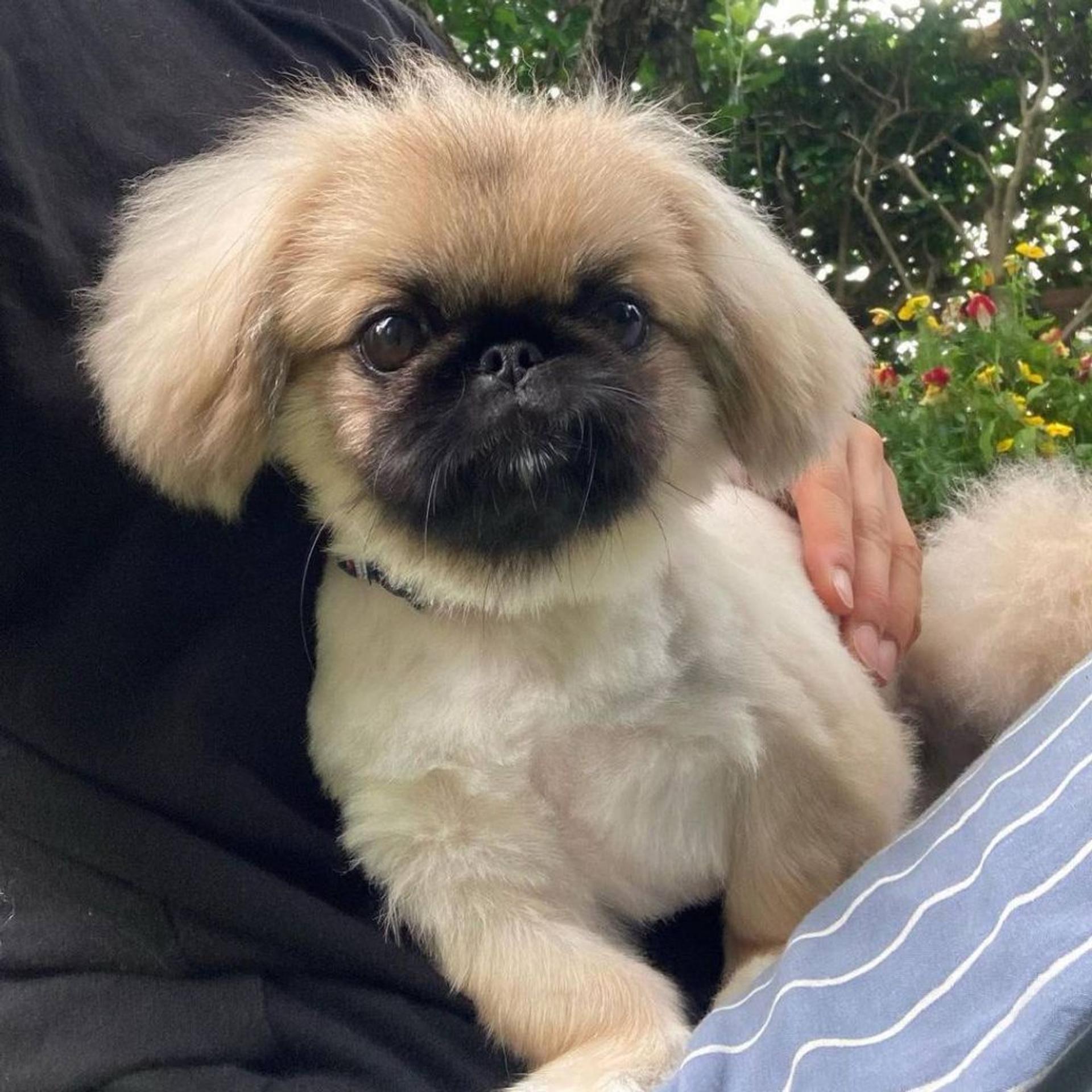 pet-image-2