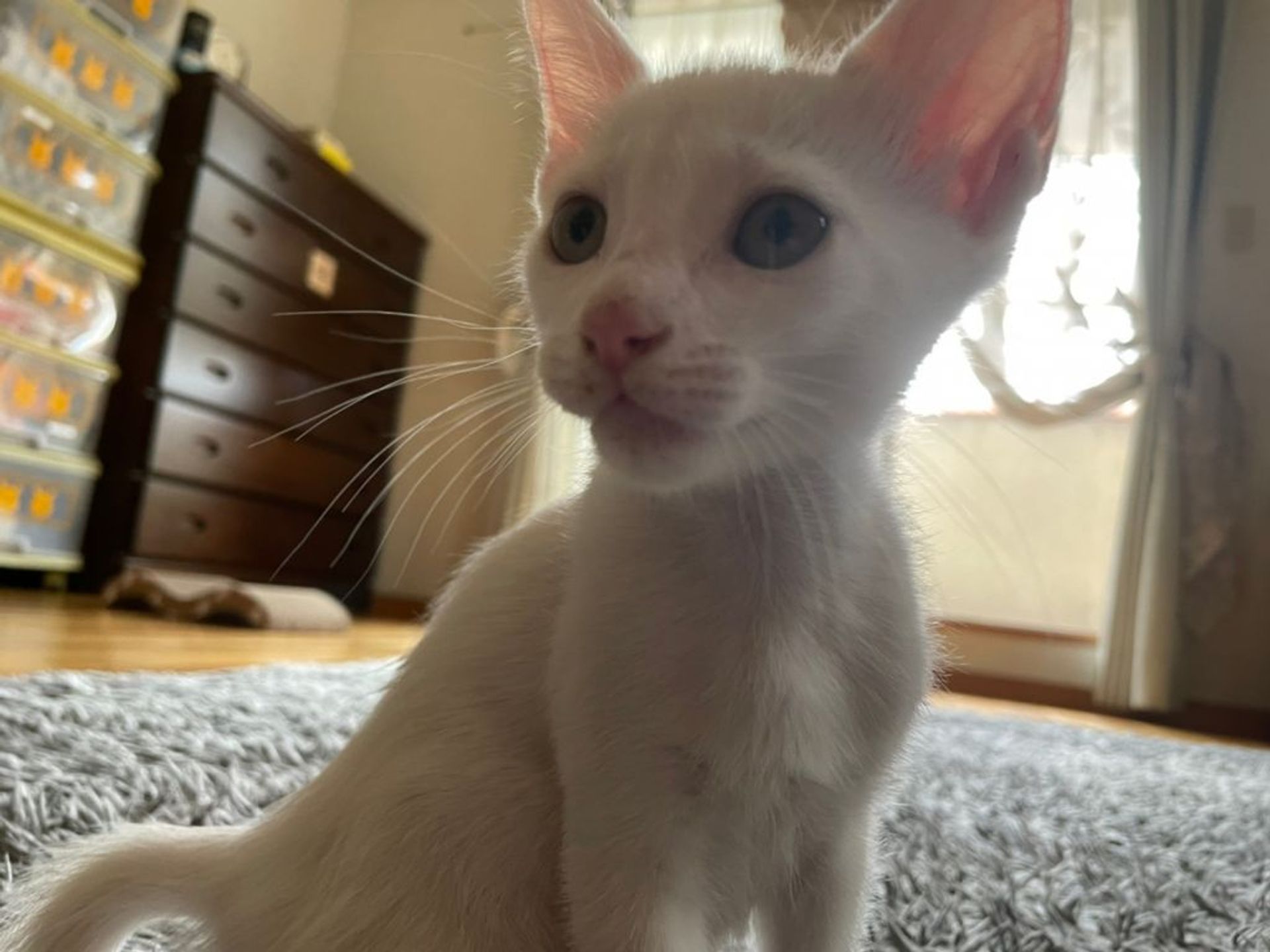 雑種（ミックス猫）・メスの里親募集の写真