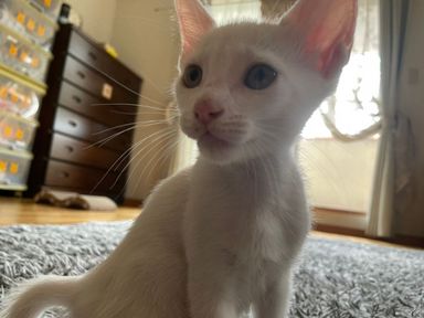 しらたまの写真