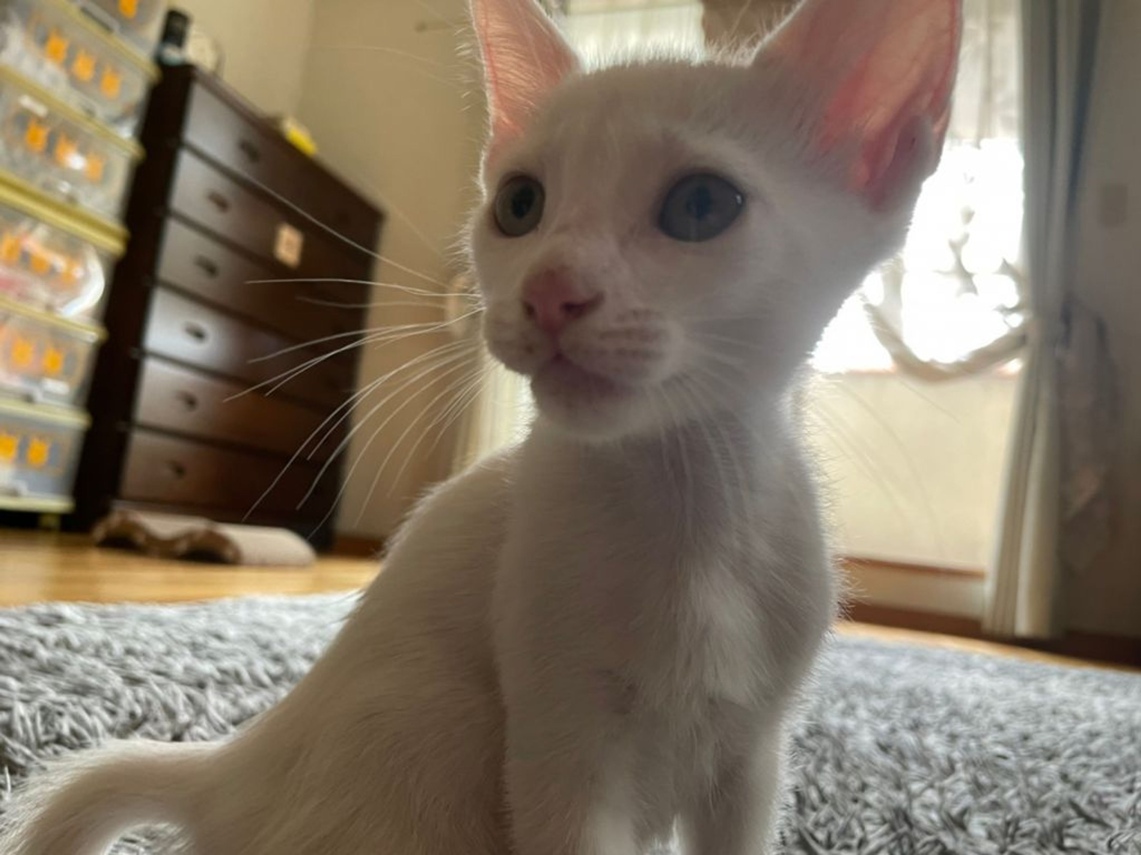 雑種（ミックス猫）・メスの里親募集の写真