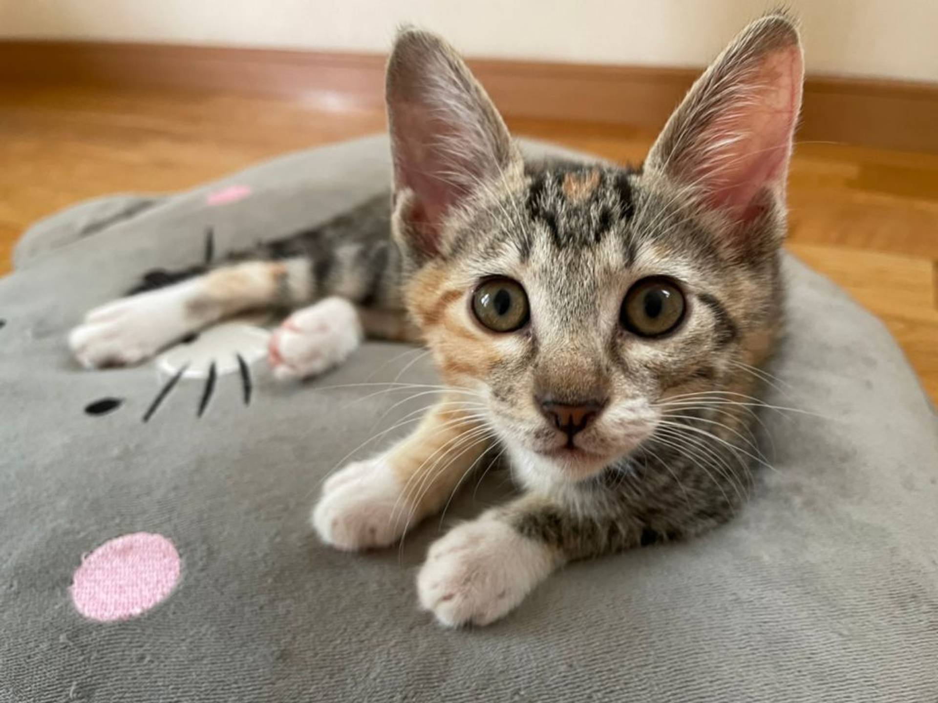 雑種（ミックス猫）・メスの里親募集の写真