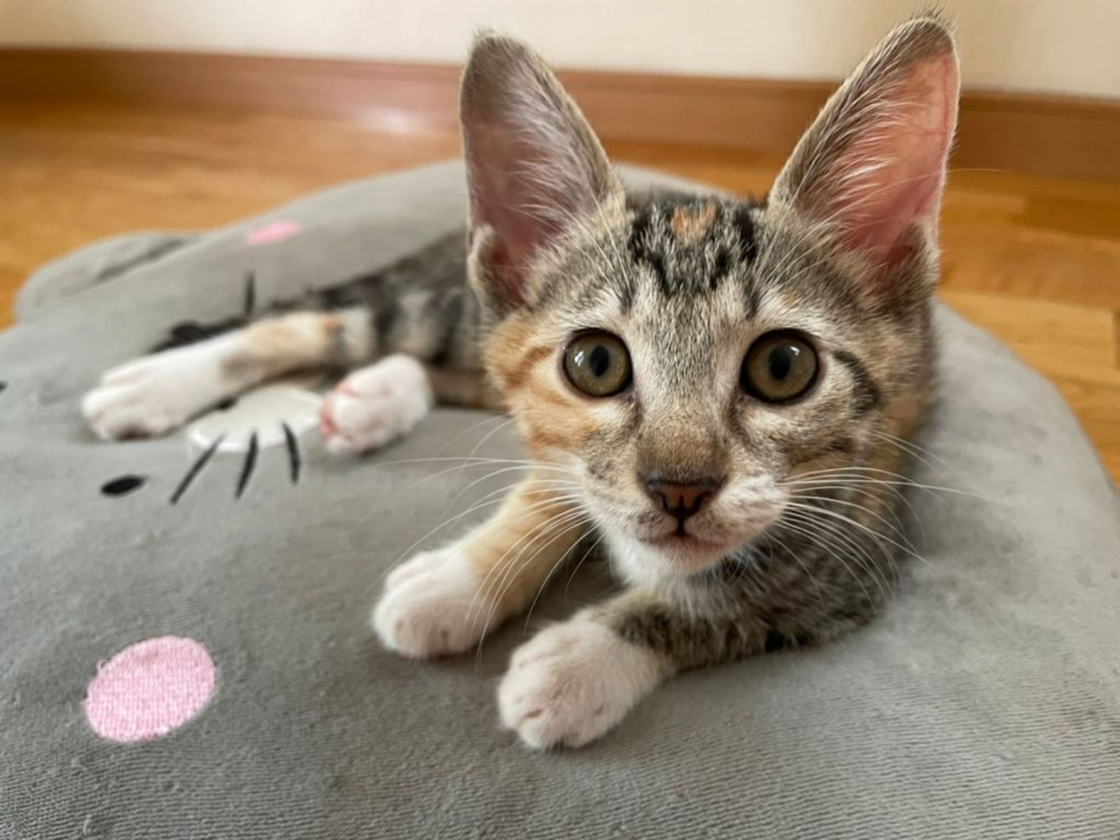 雑種（ミックス猫）・メスの里親募集の写真