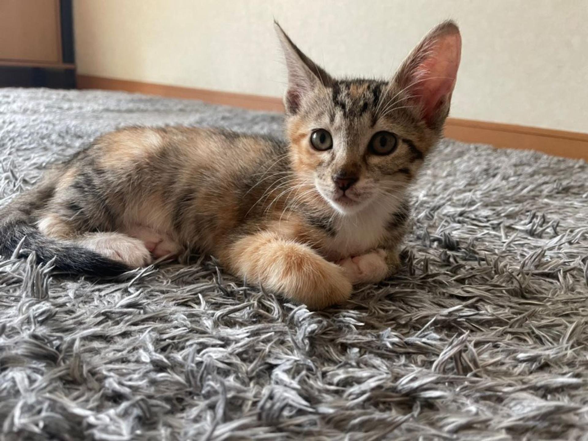 pet-image-3