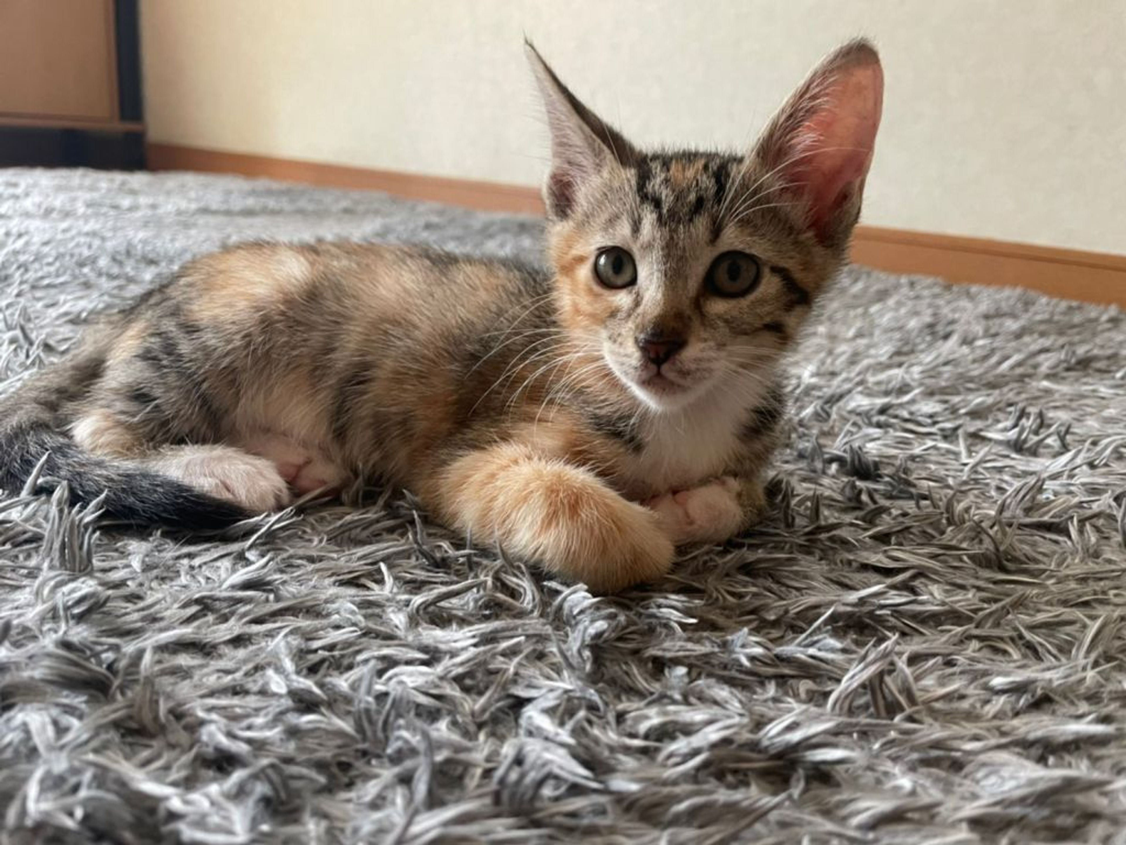 pet-image-3