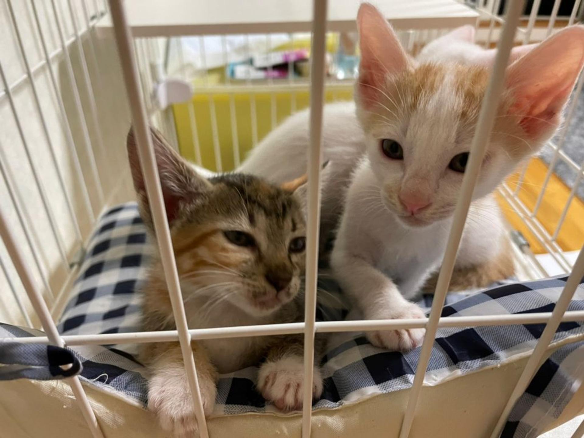 pet-image-4