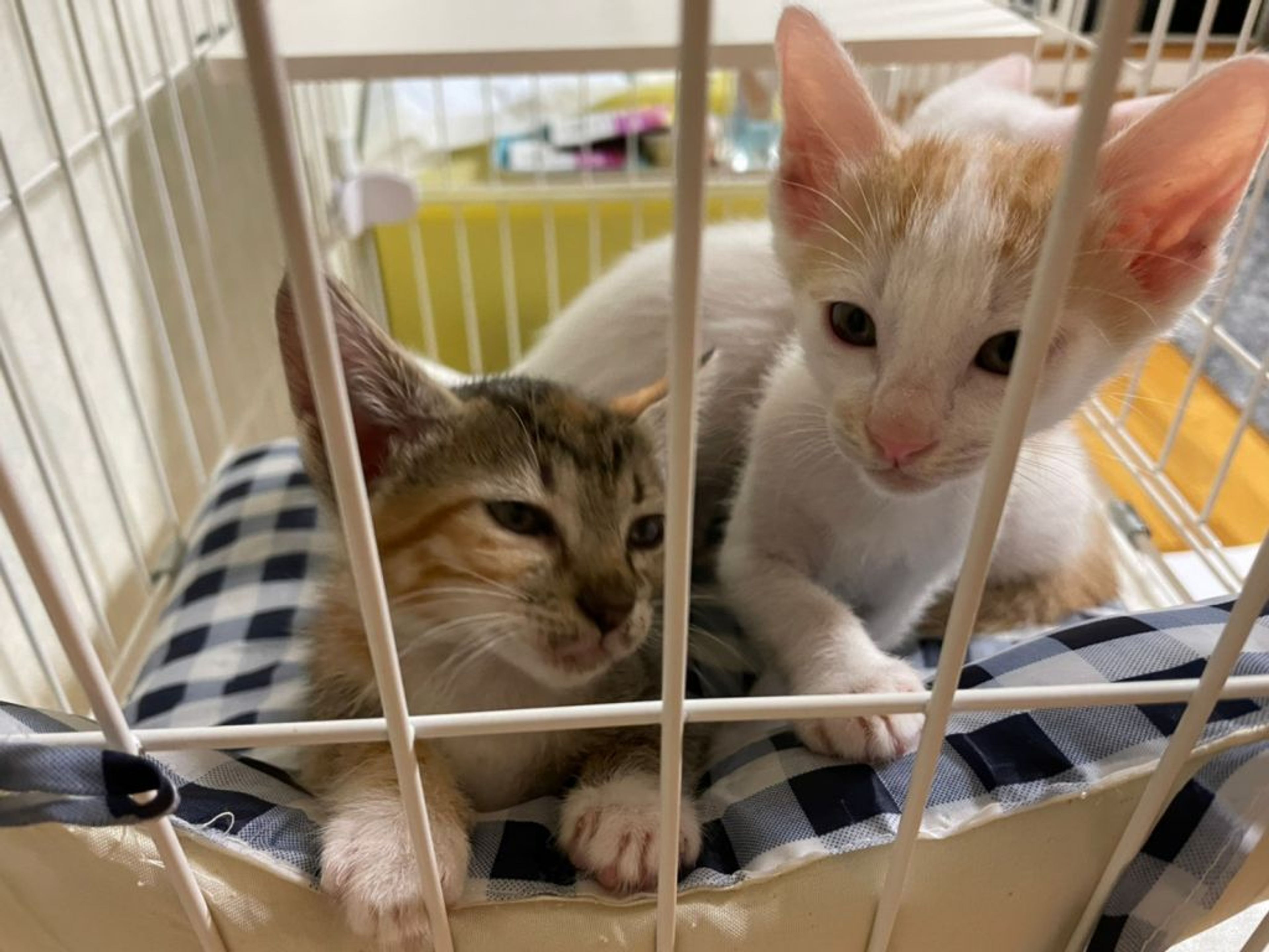 pet-image-4