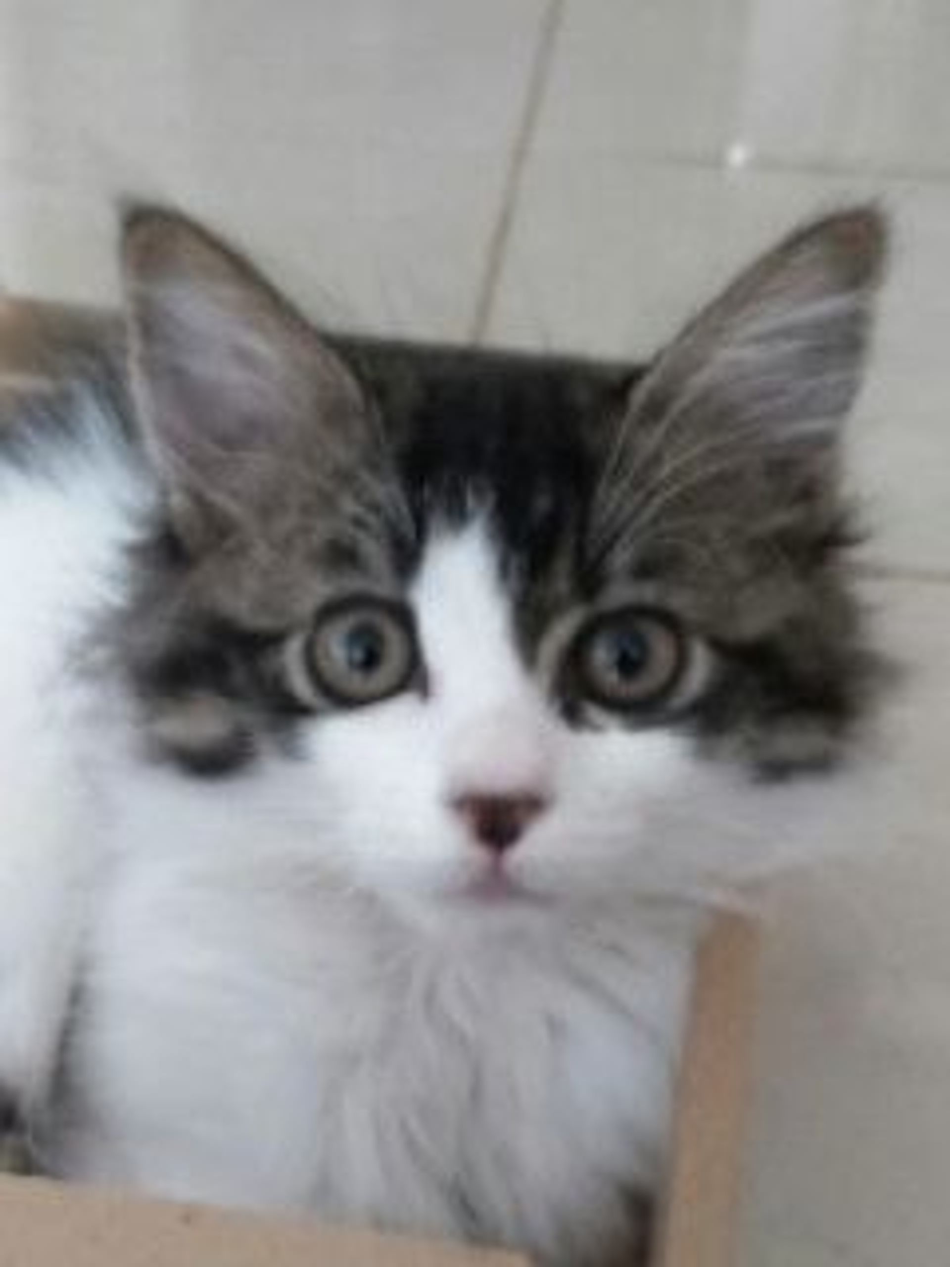 雑種（ミックス猫）・メスの里親募集の写真