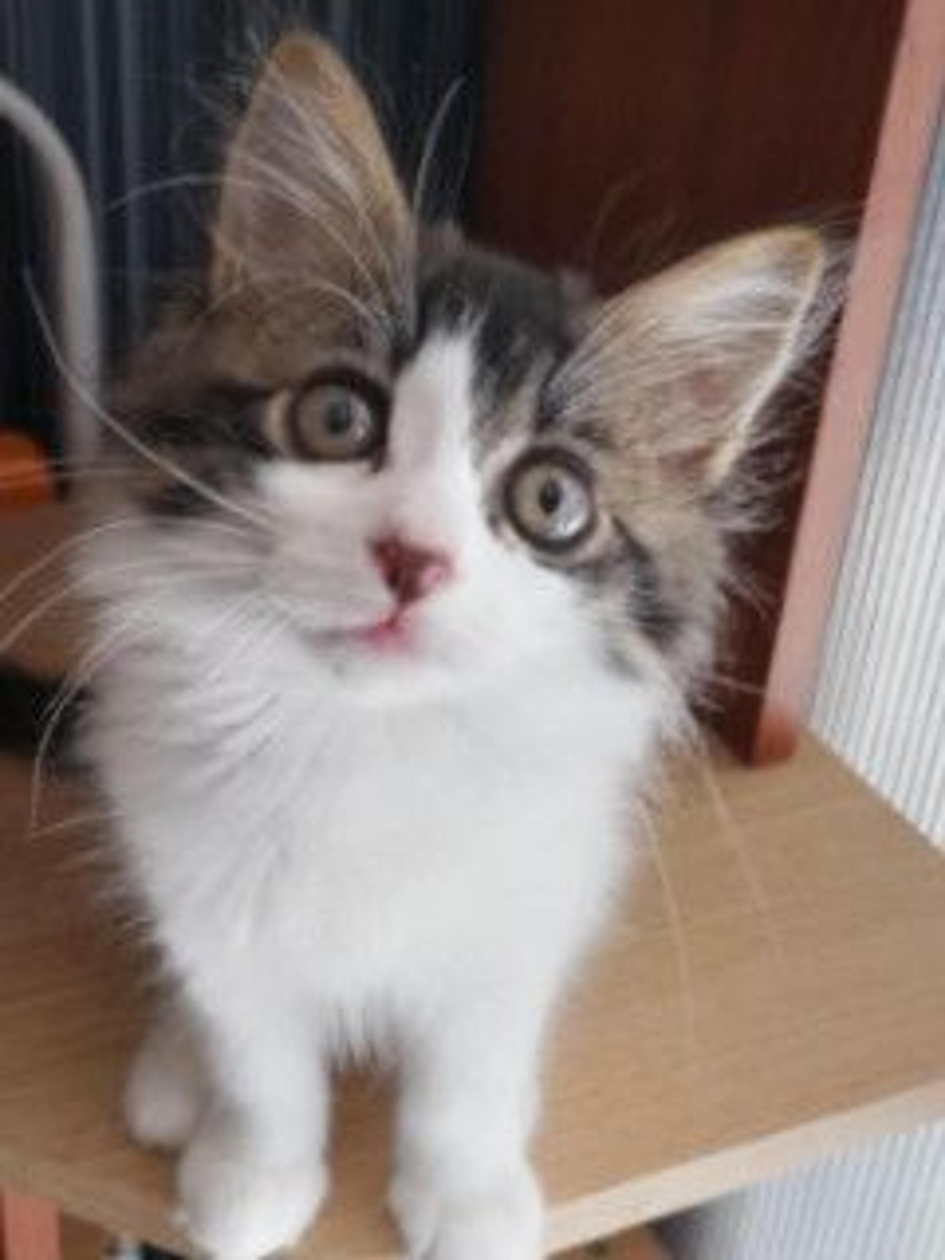 pet-image-2