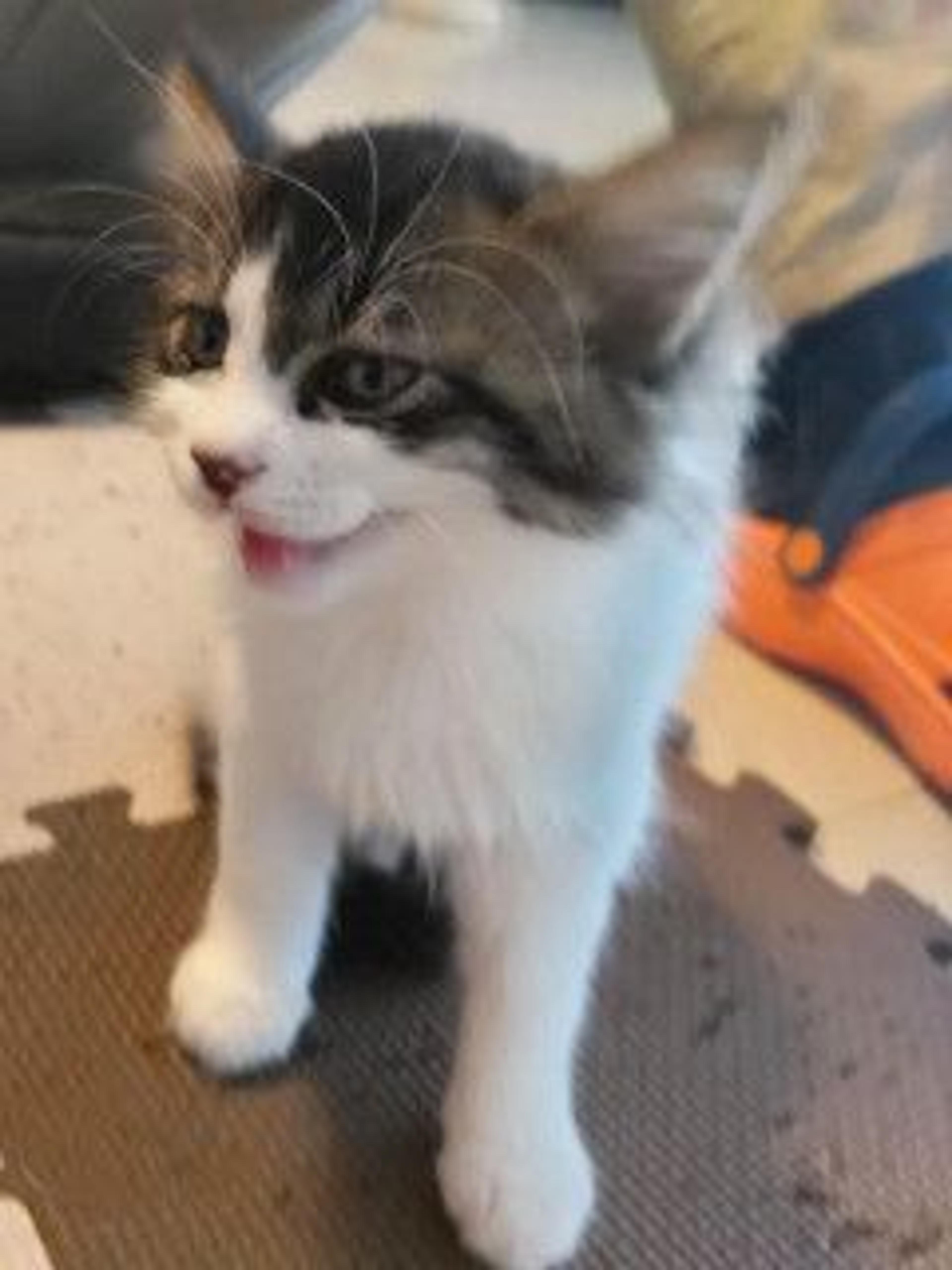 pet-image-3
