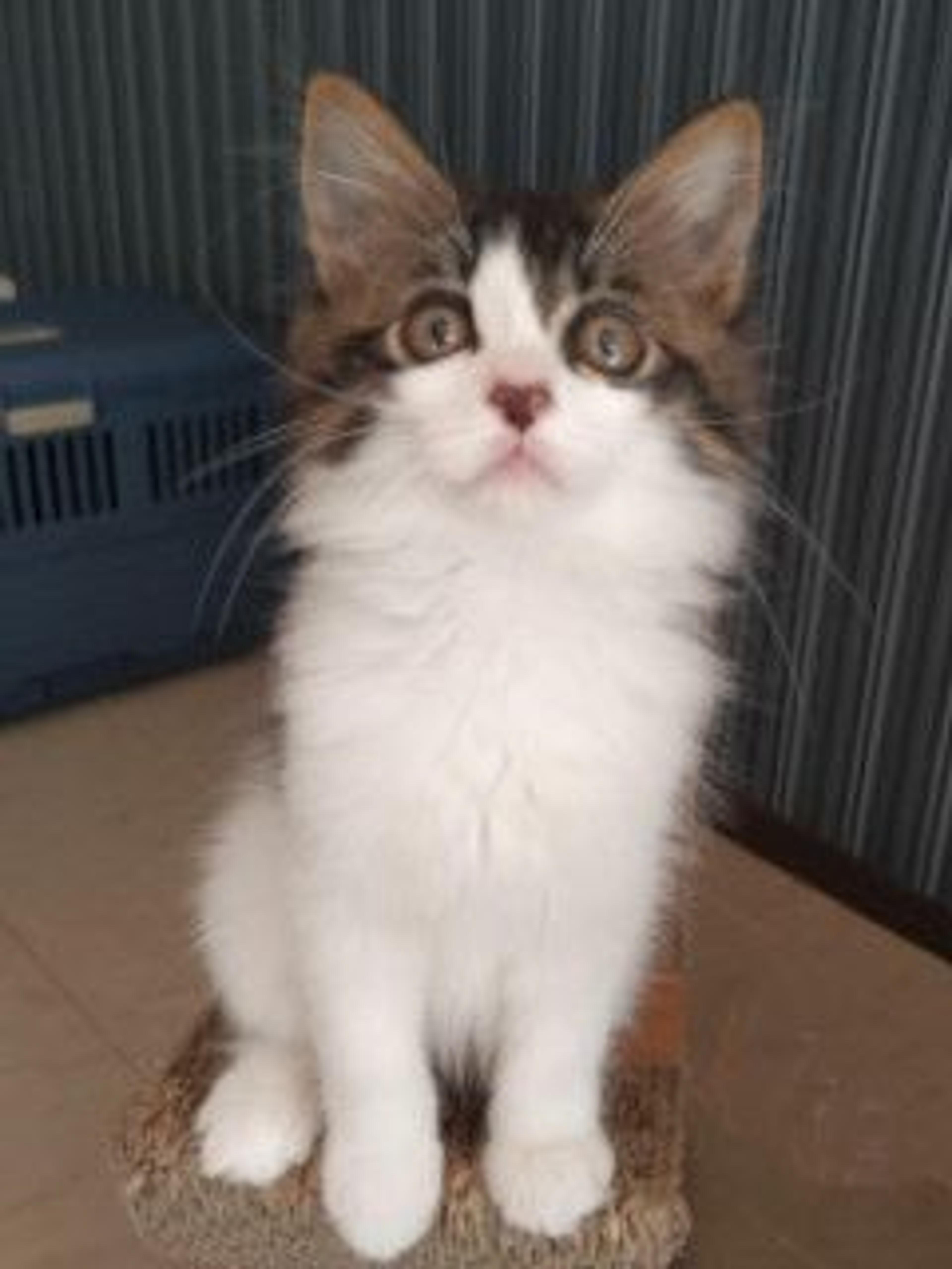 pet-image-4