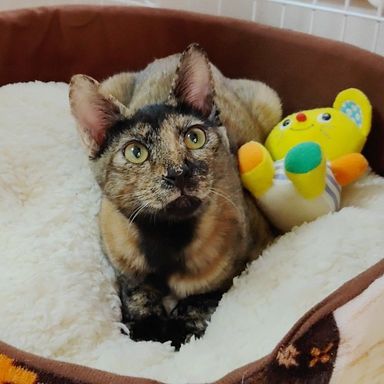よもぎちゃん★11/3(木/祝)高田馬場で会えますの写真