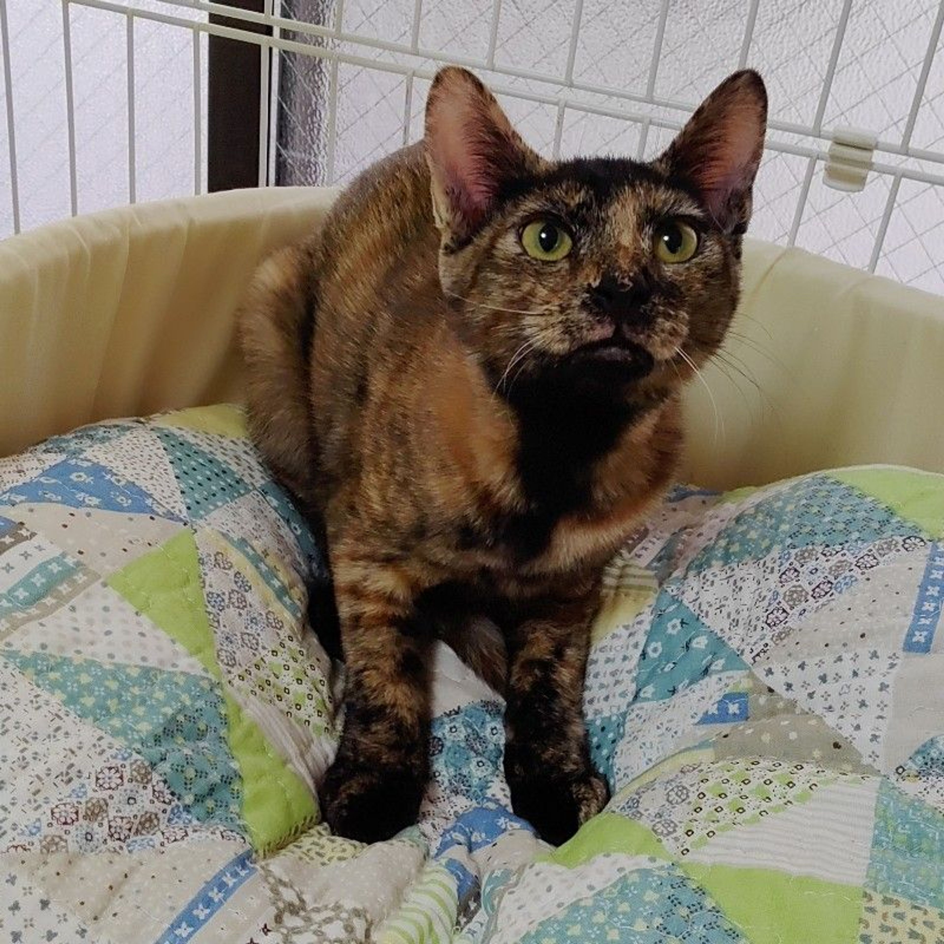 pet-image-2