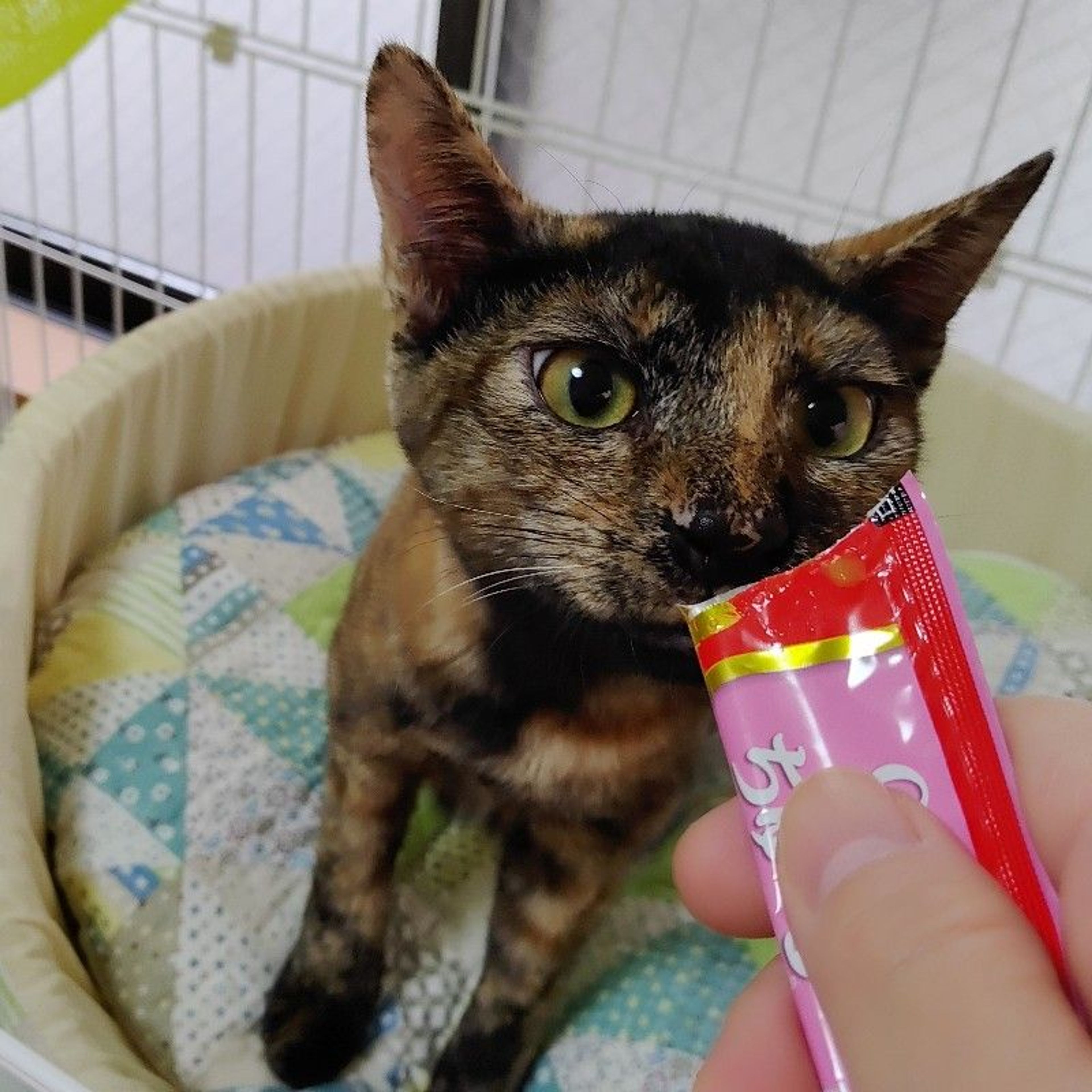 pet-image-3