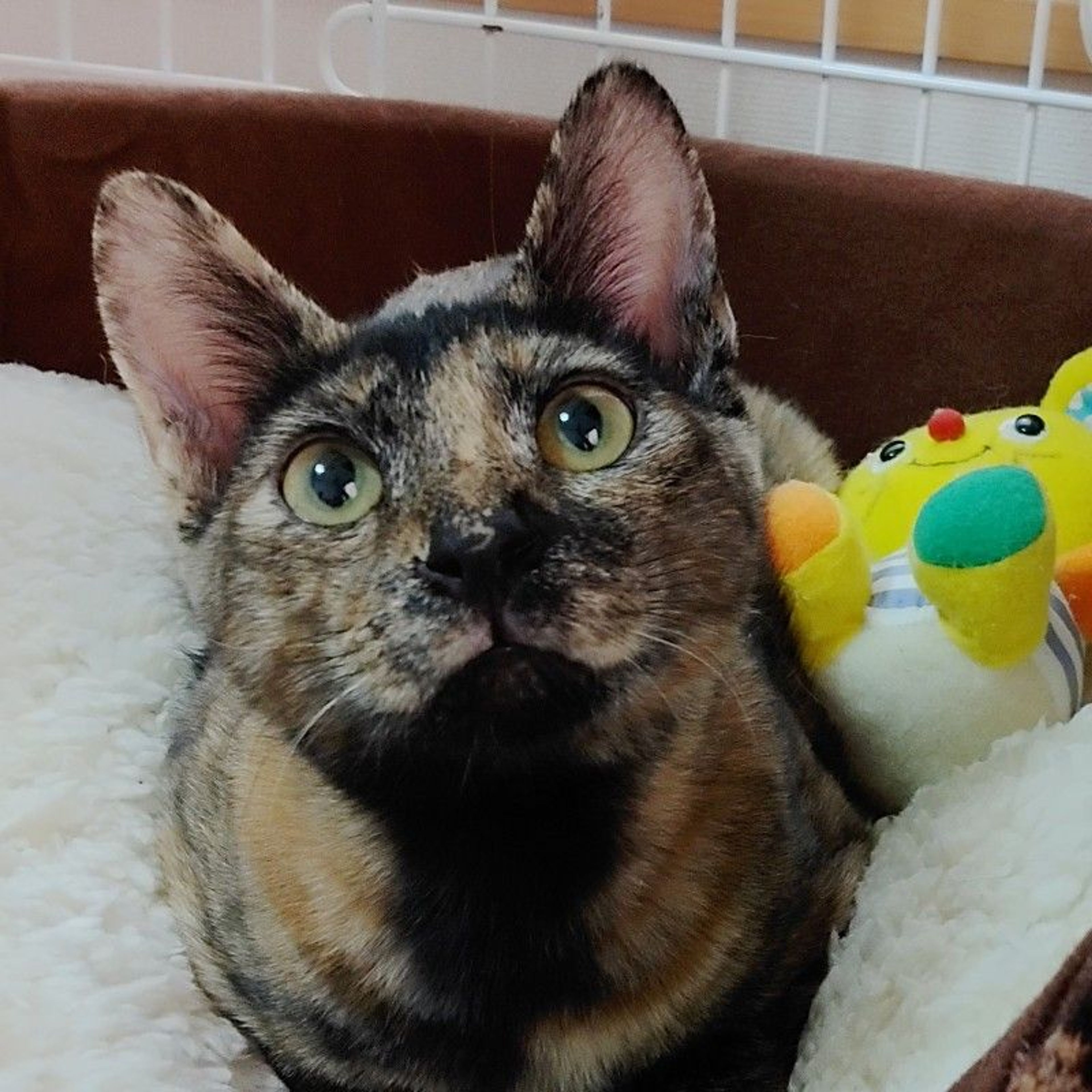 pet-image-4