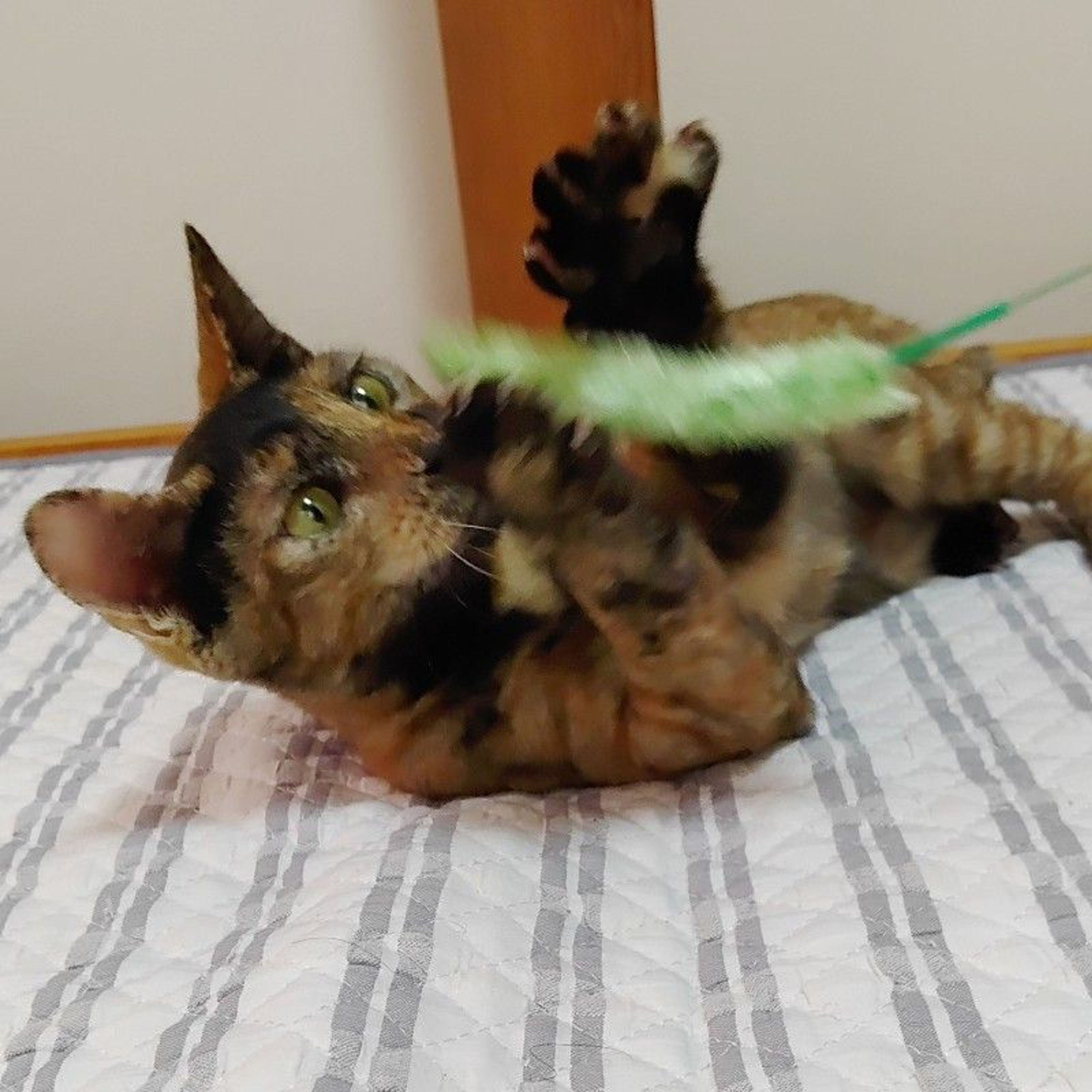pet-image-5