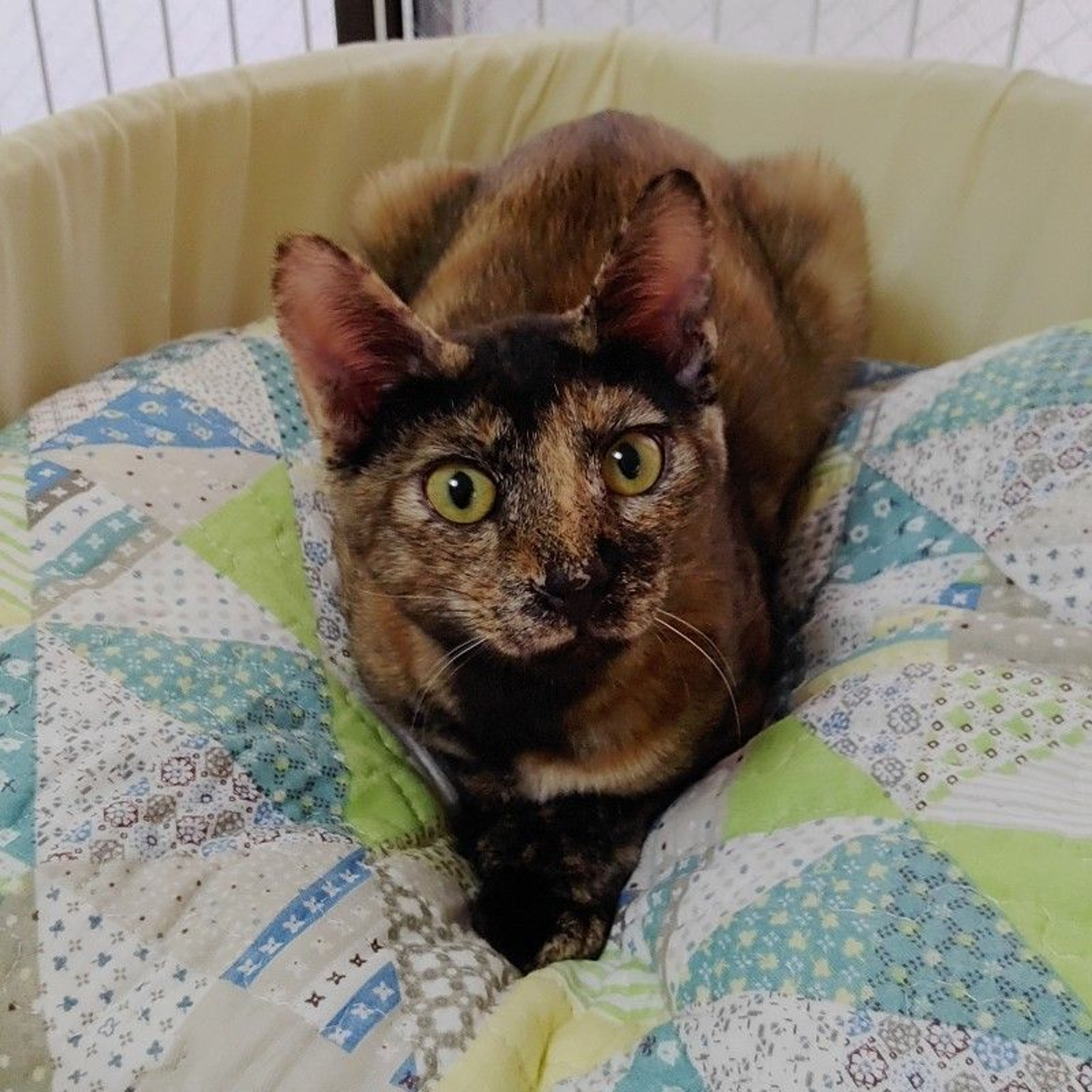 pet-image-6