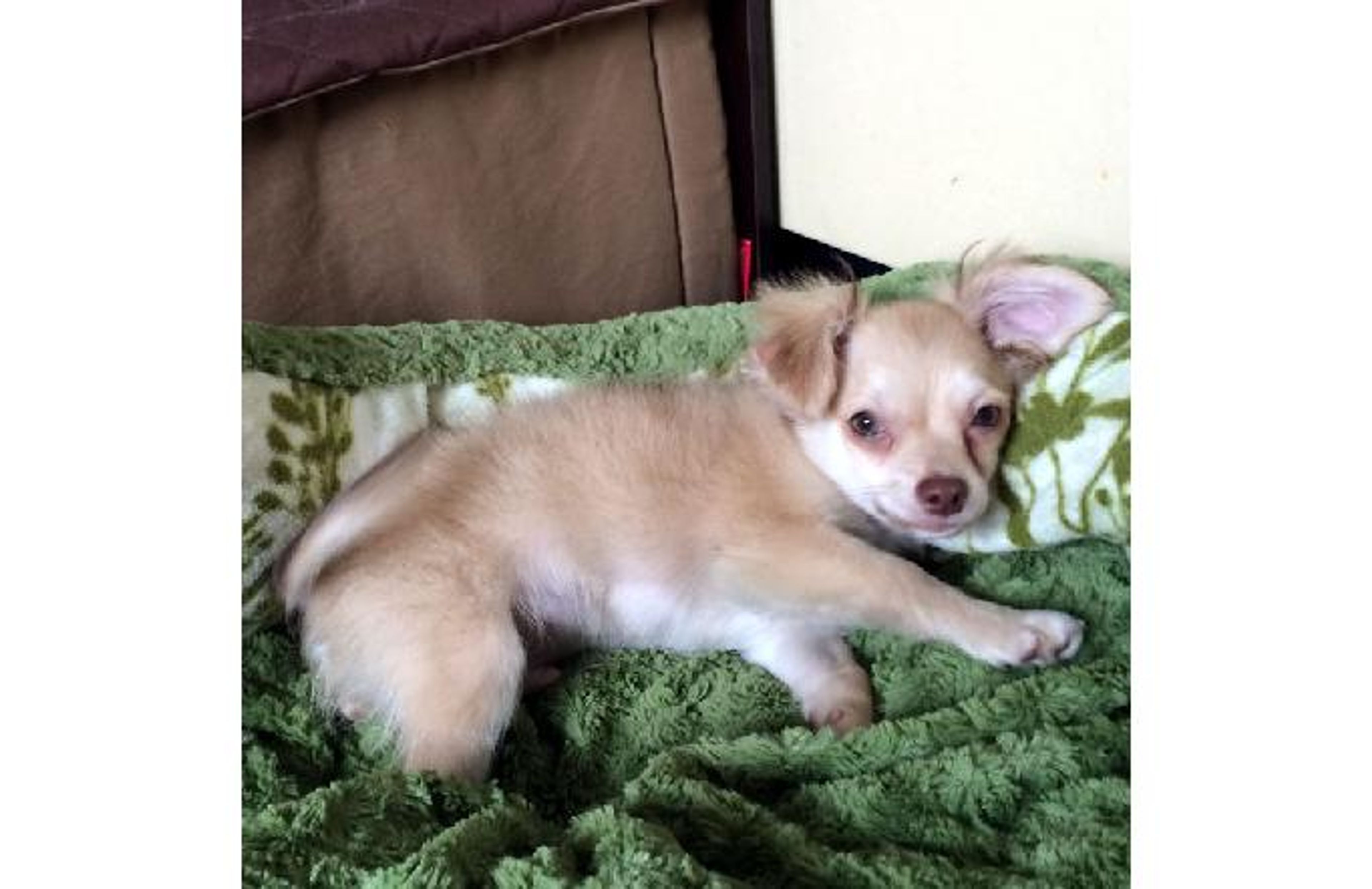 雑種（ミックス犬）・オスの里親募集の写真