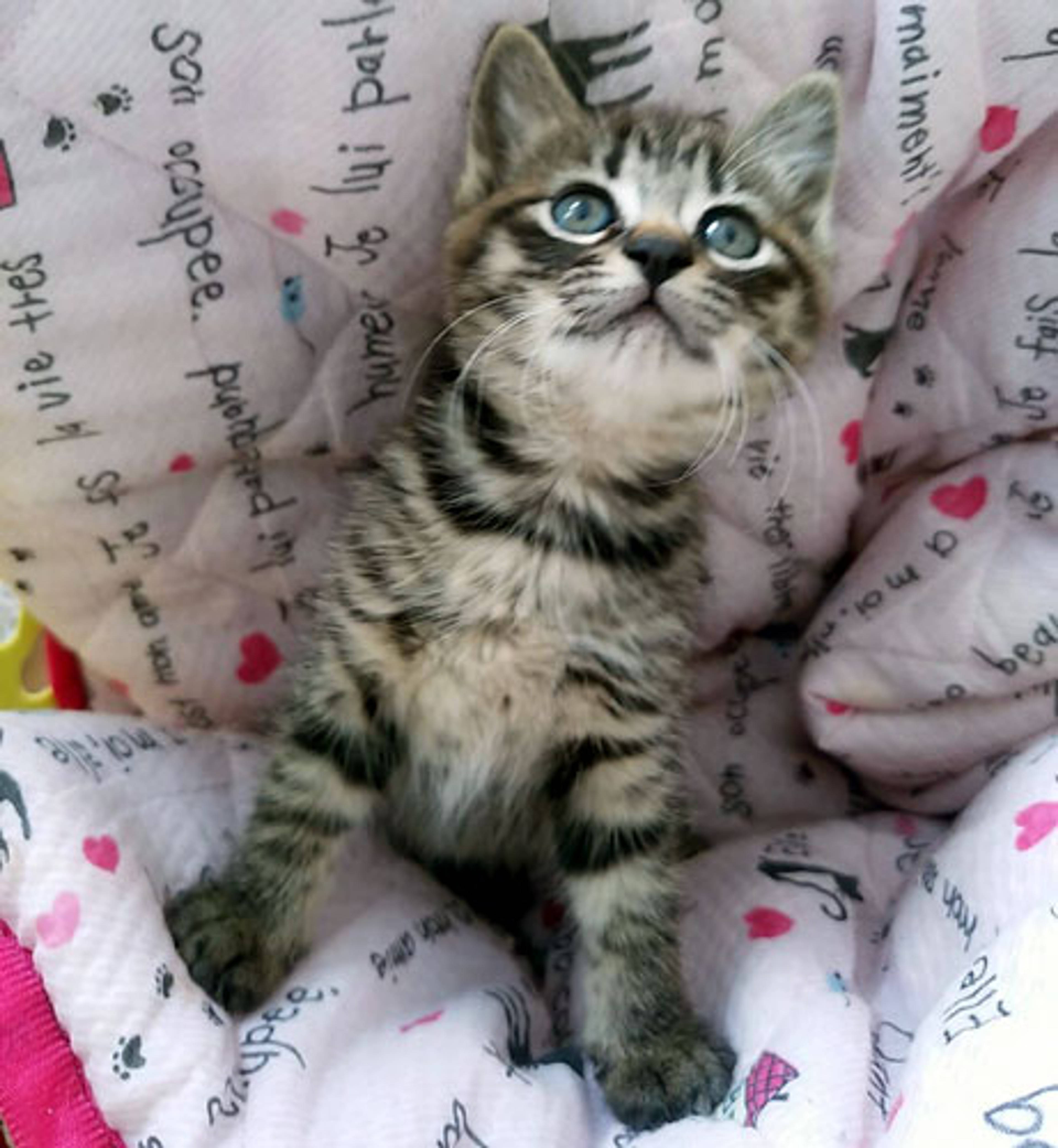 雑種（ミックス猫）・メスの里親募集の写真