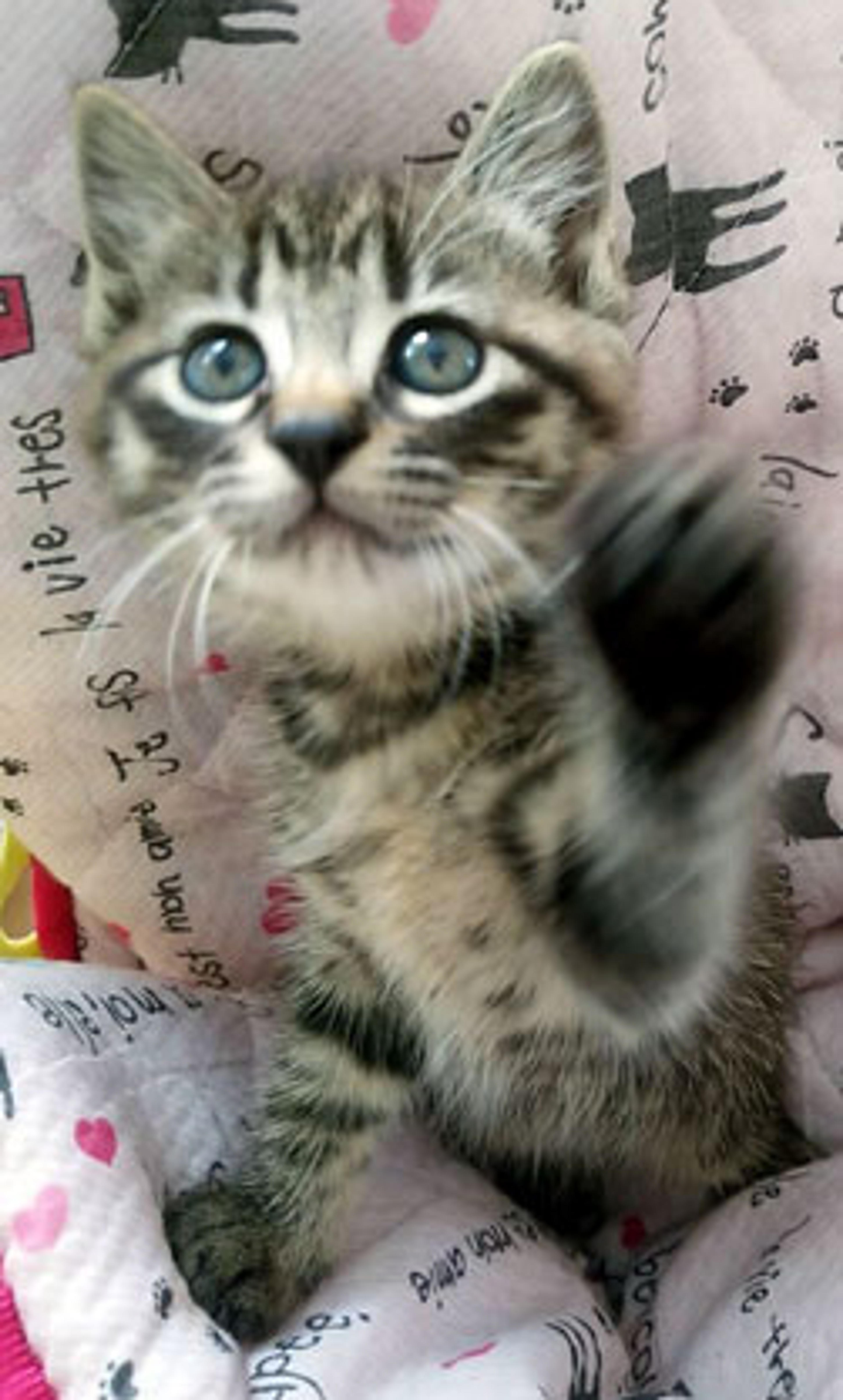 pet-image-2