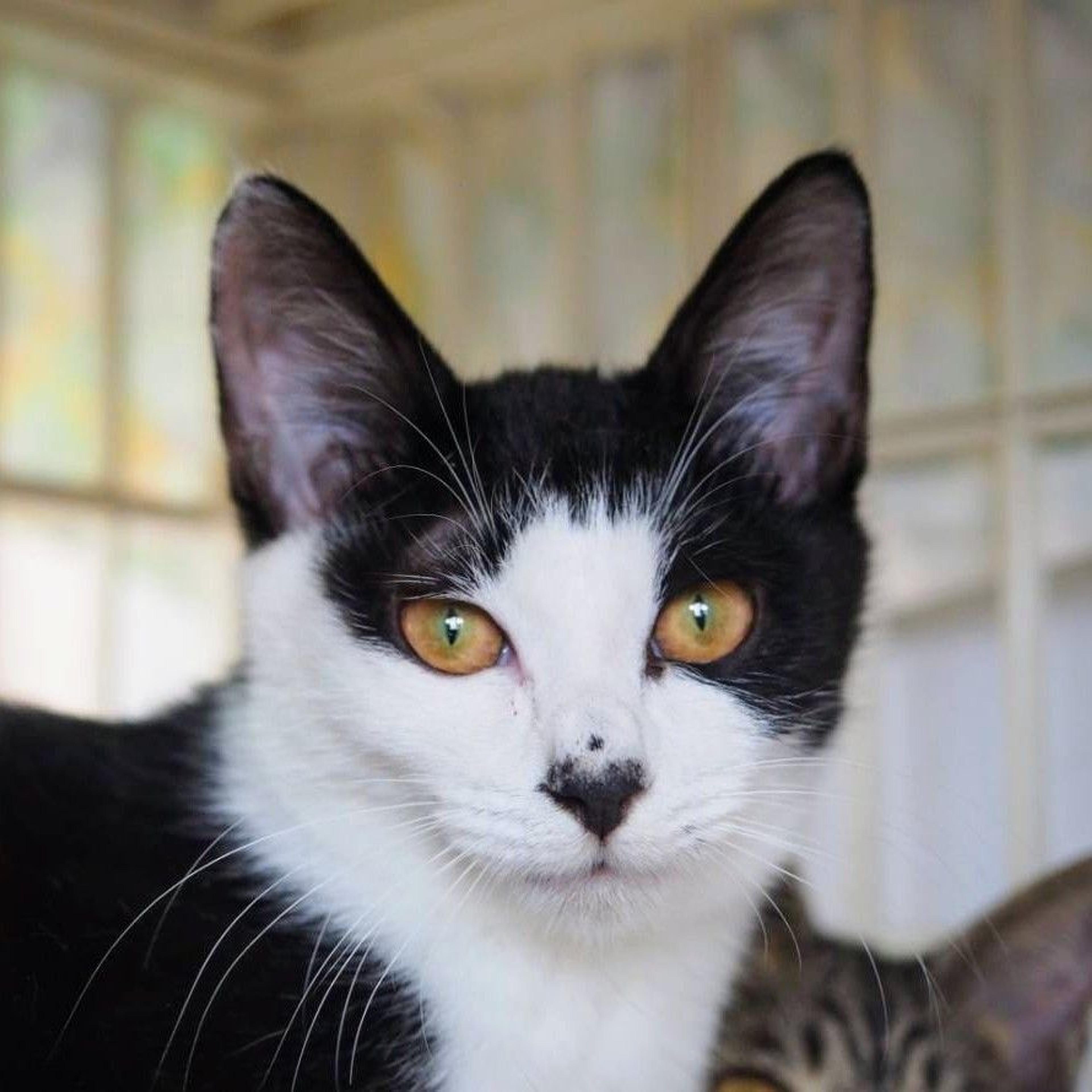 pet-image-2