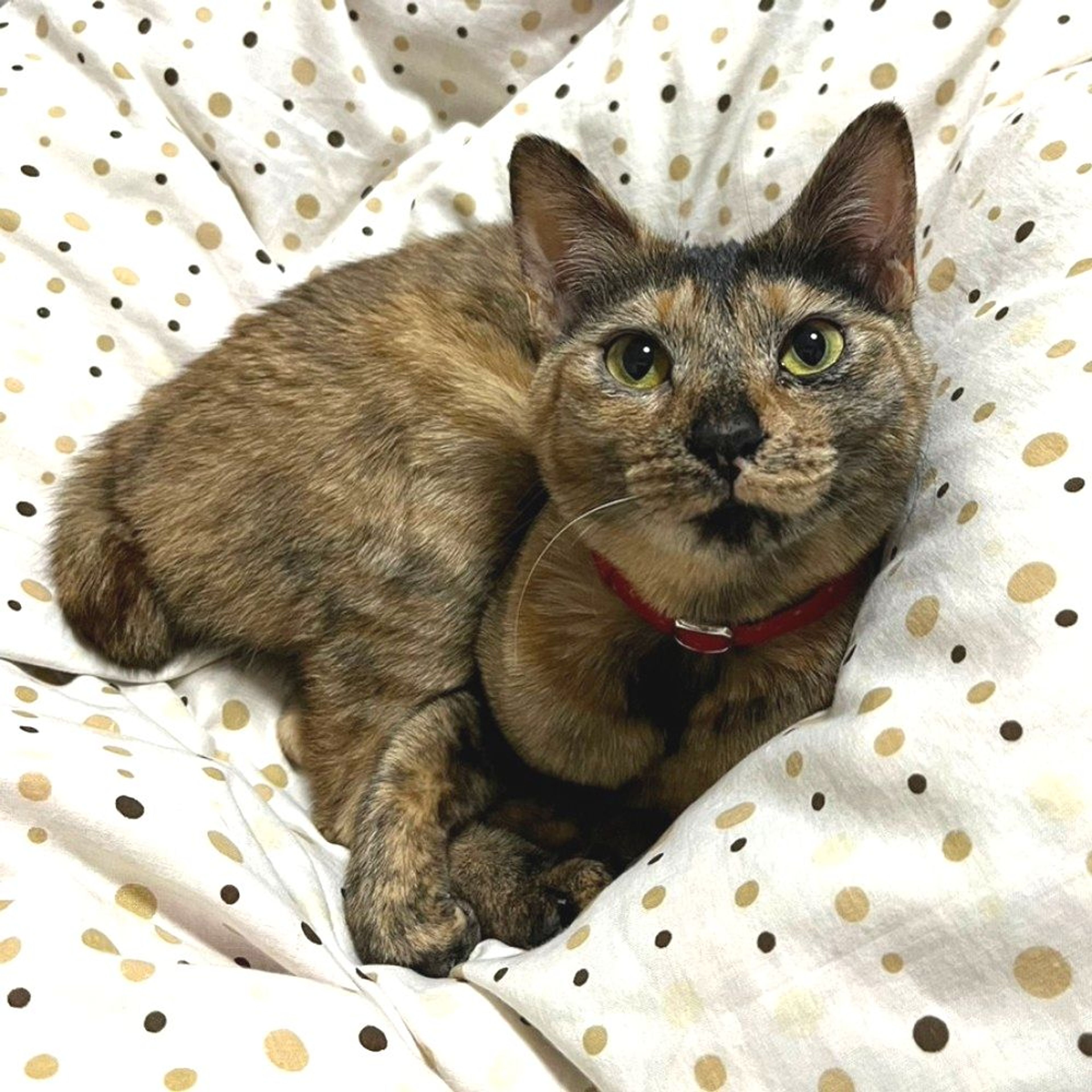 雑種（ミックス猫）・メスの里親募集の写真