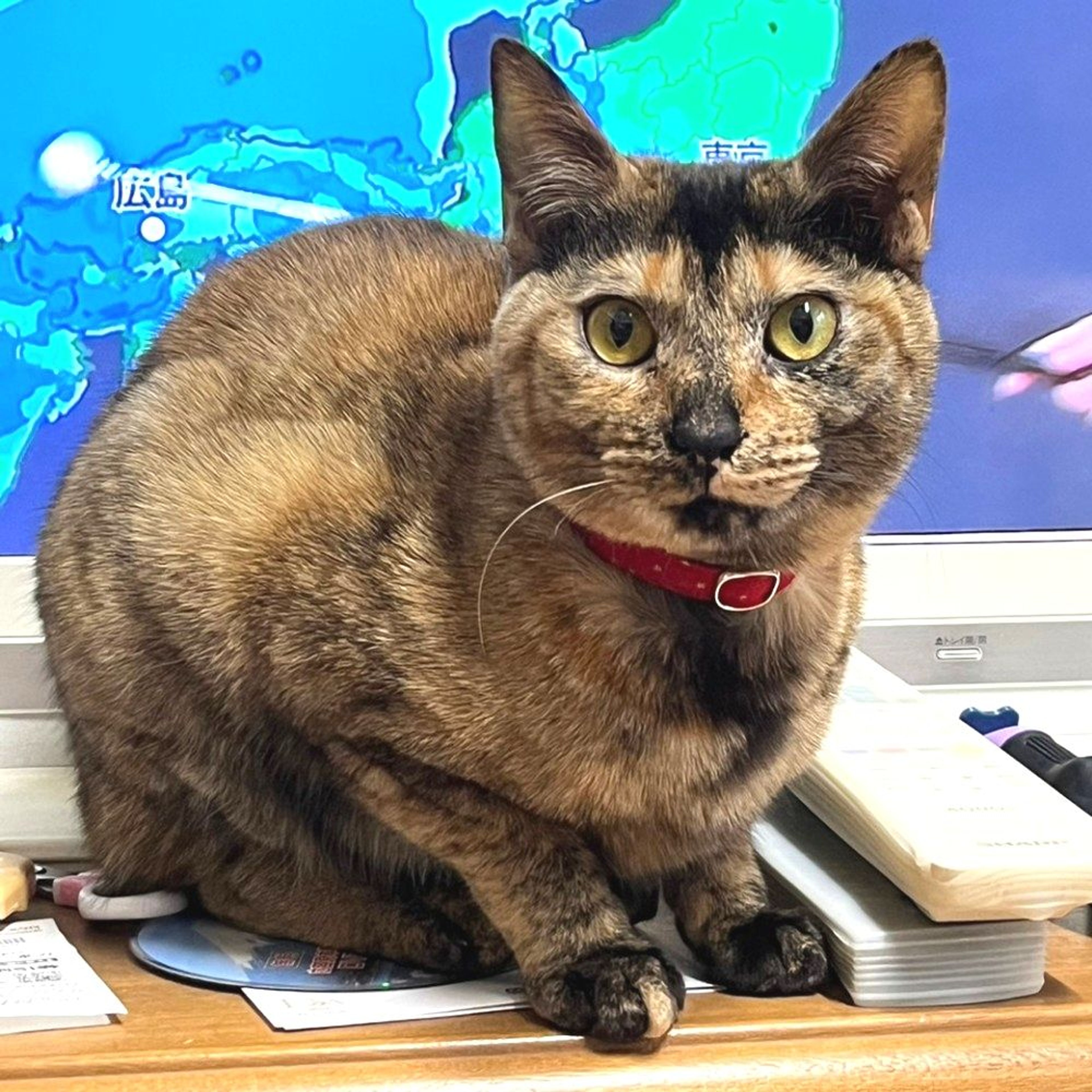 pet-image-3