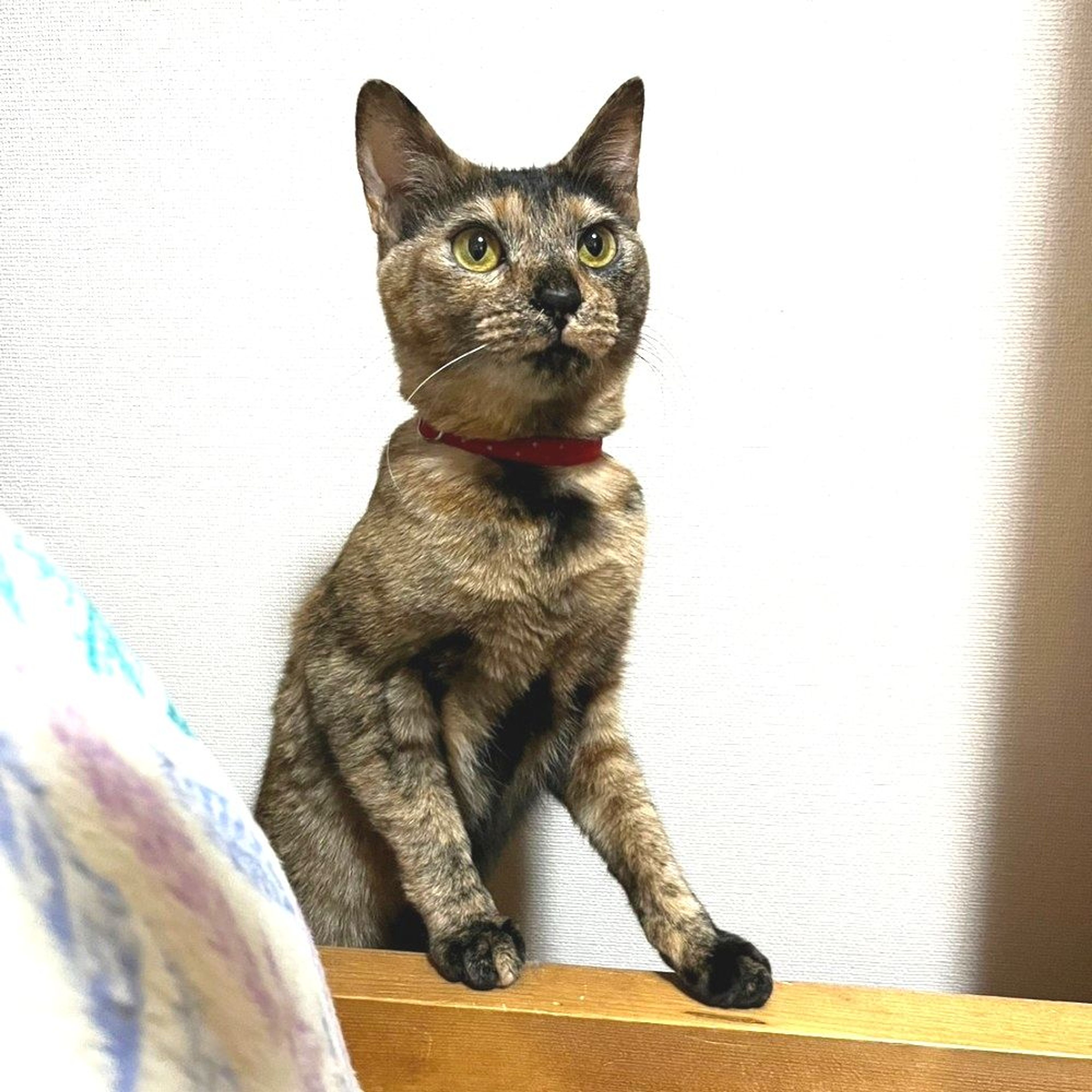 pet-image-4