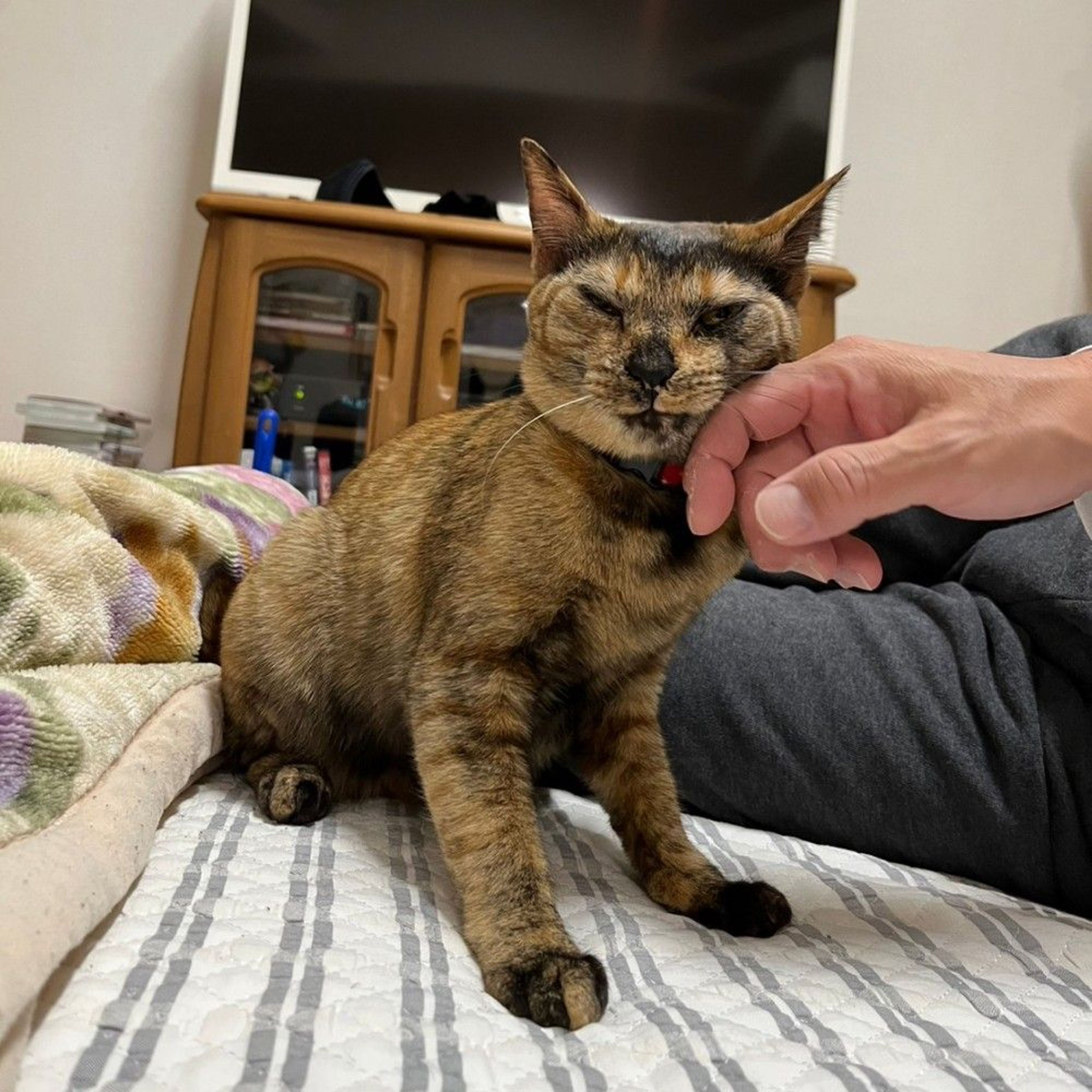 pet-image-6