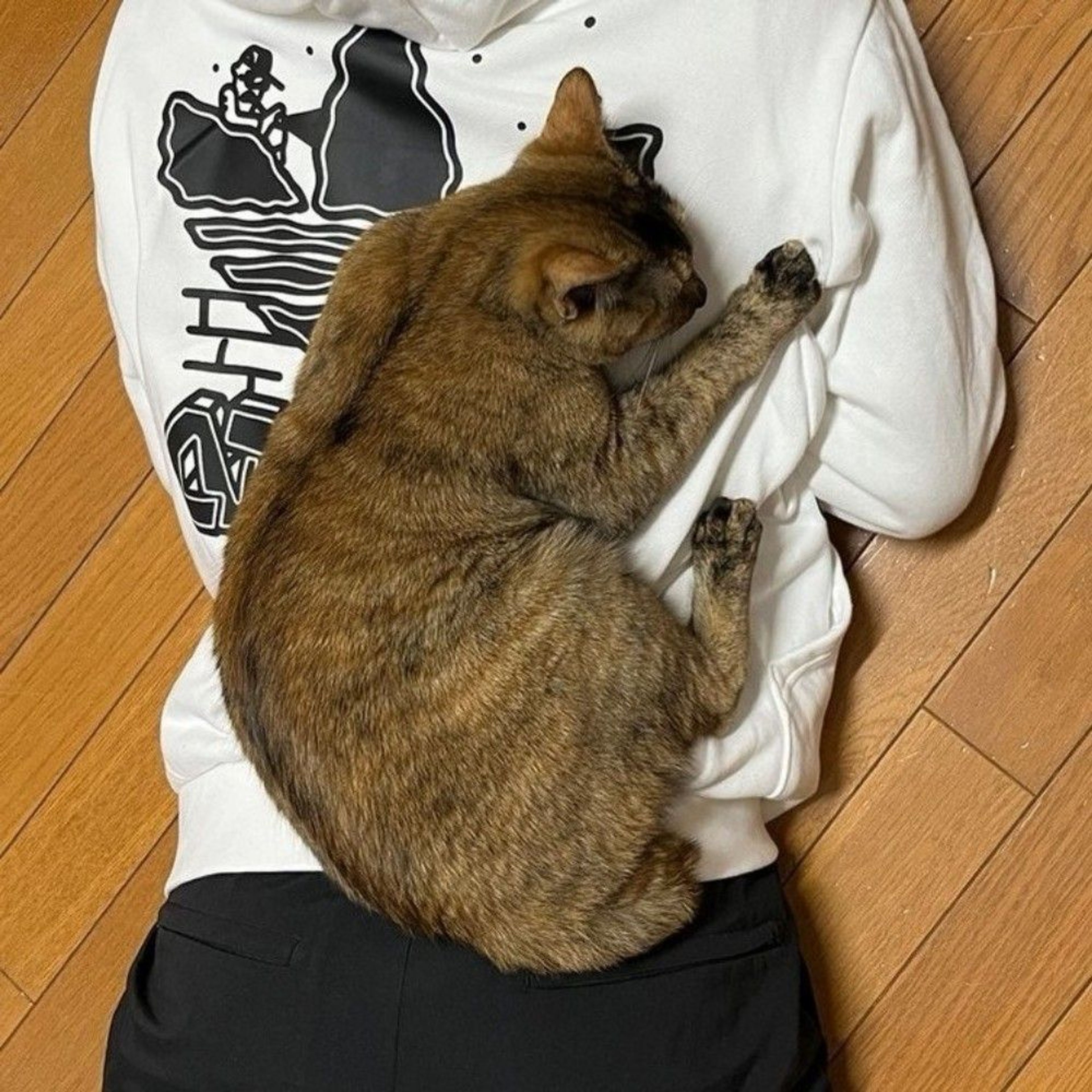 pet-image-7