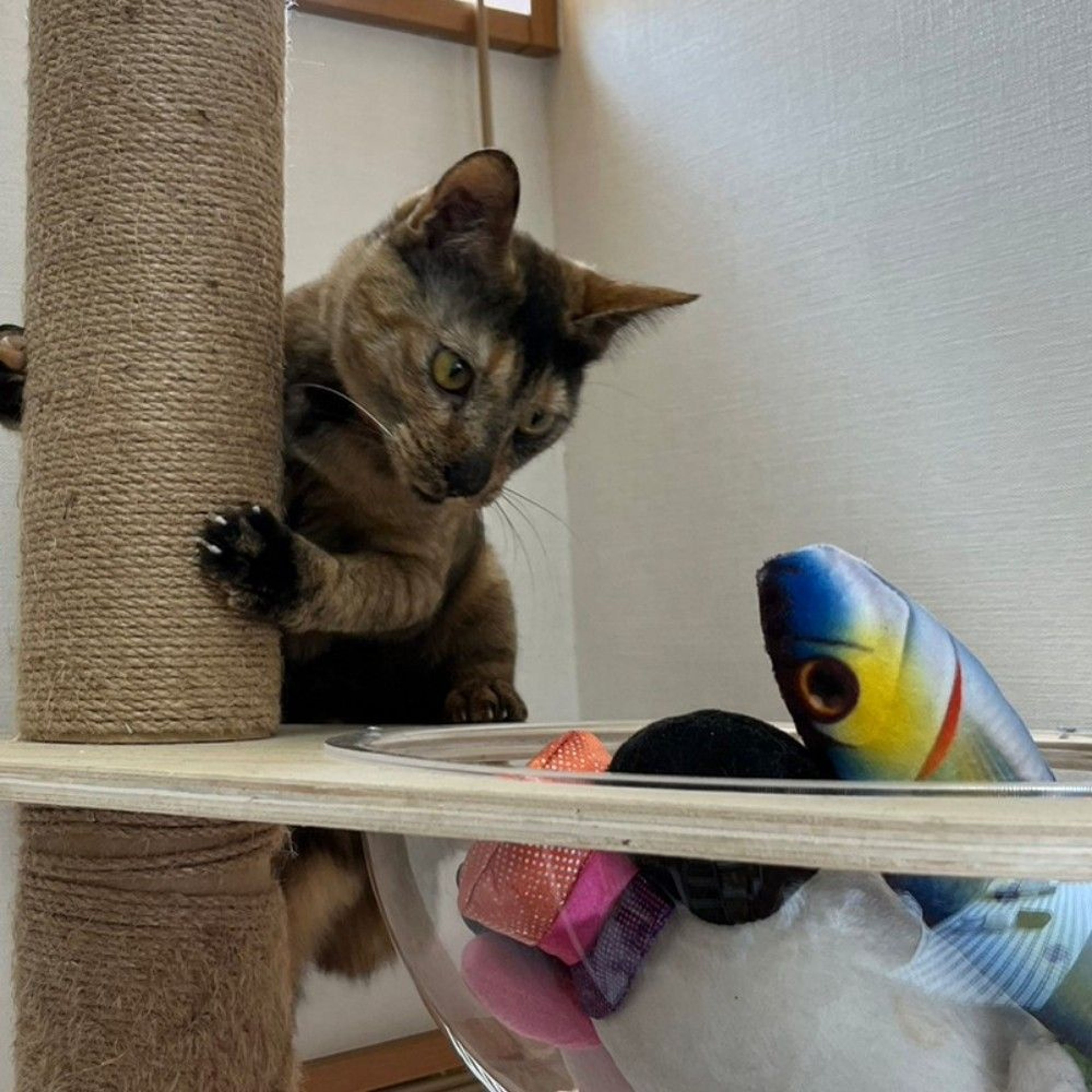pet-image-8
