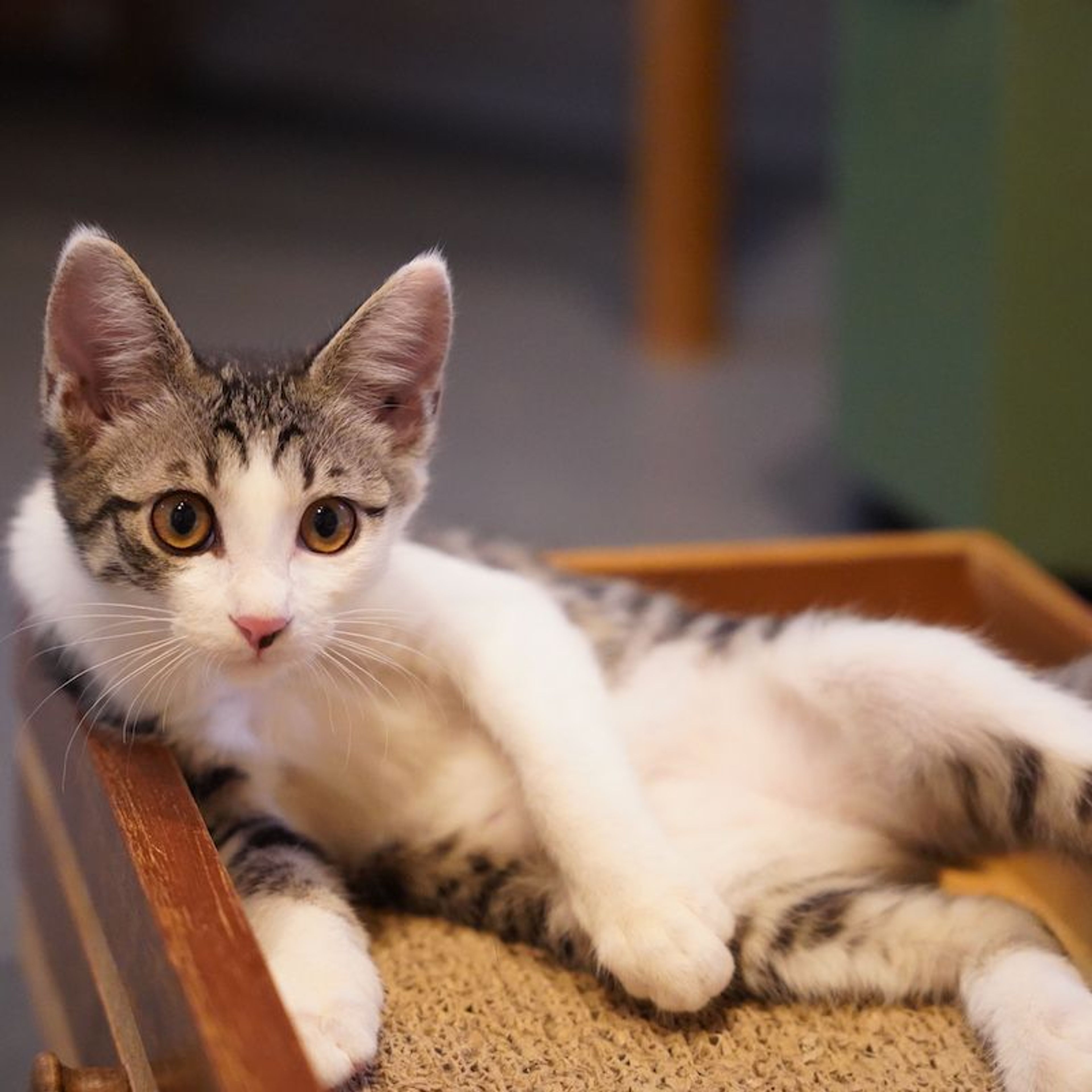 雑種（ミックス猫）・オスの里親募集の写真