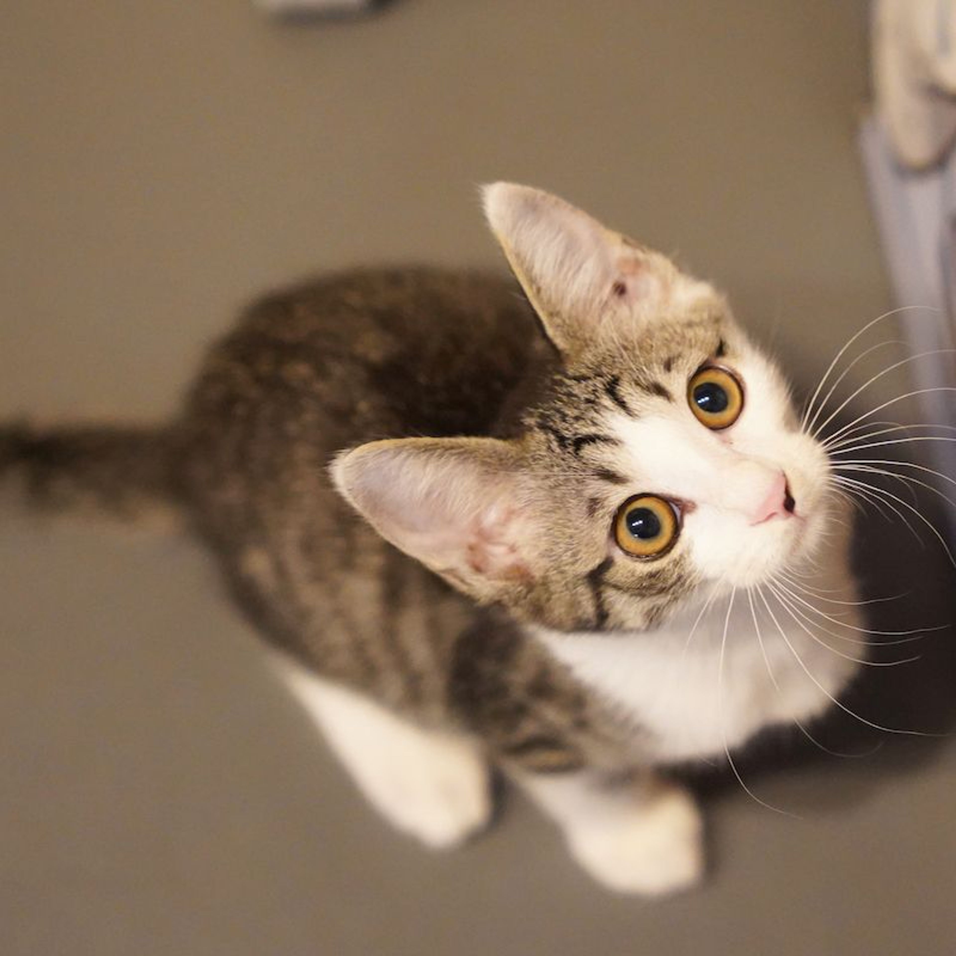 pet-image-4