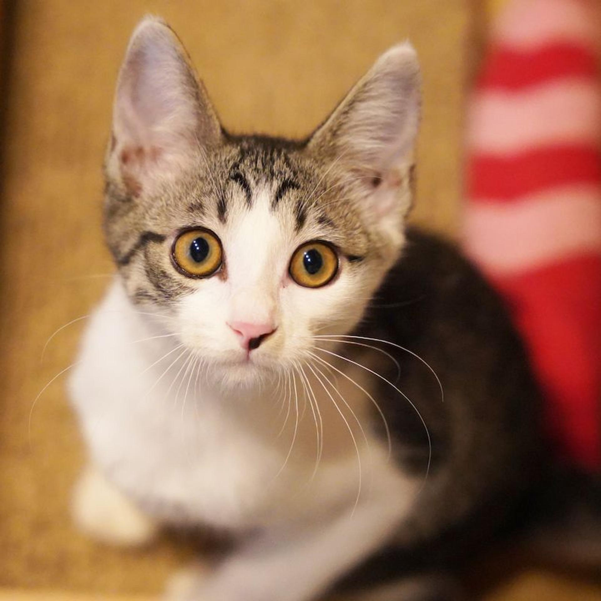 pet-image-5