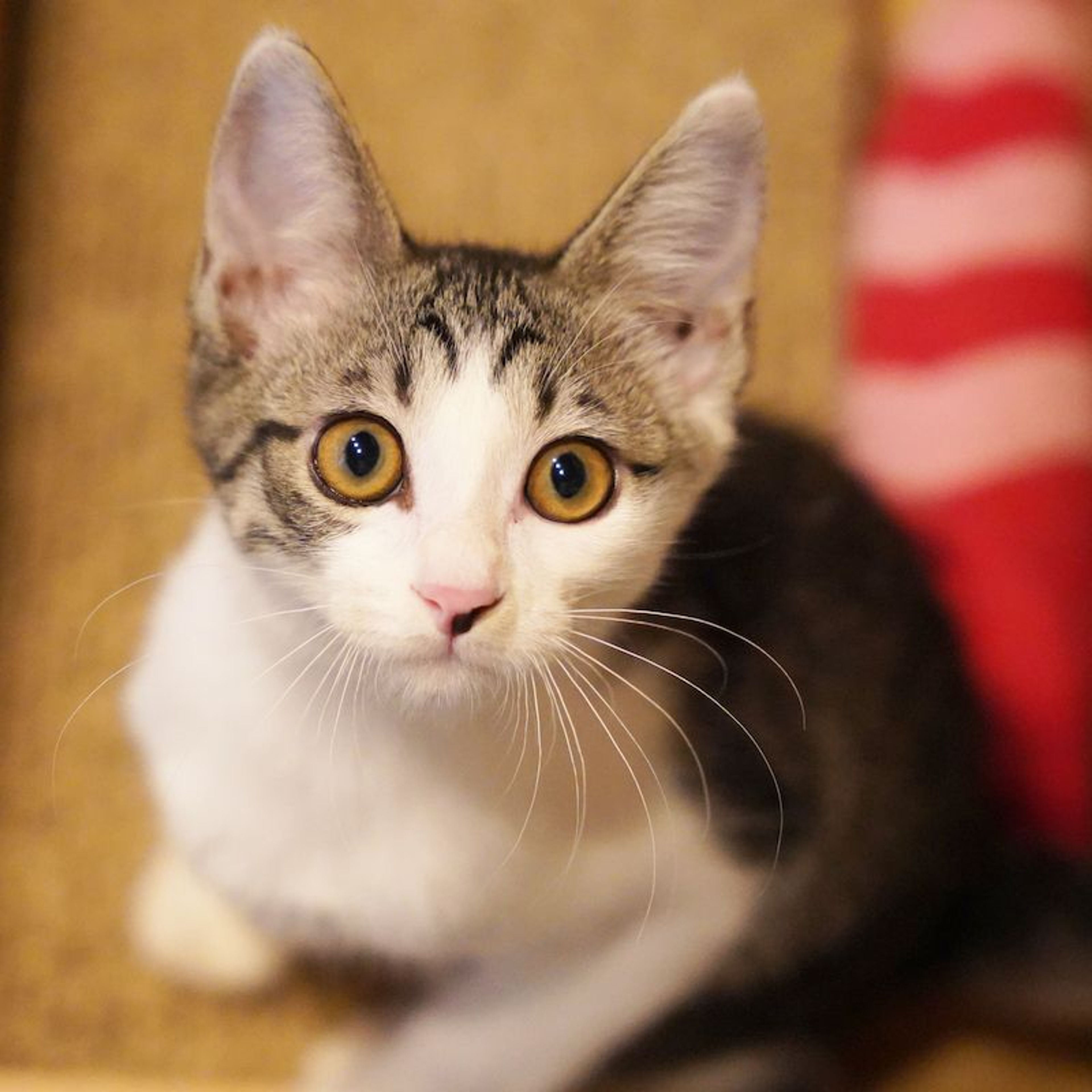 pet-image-5