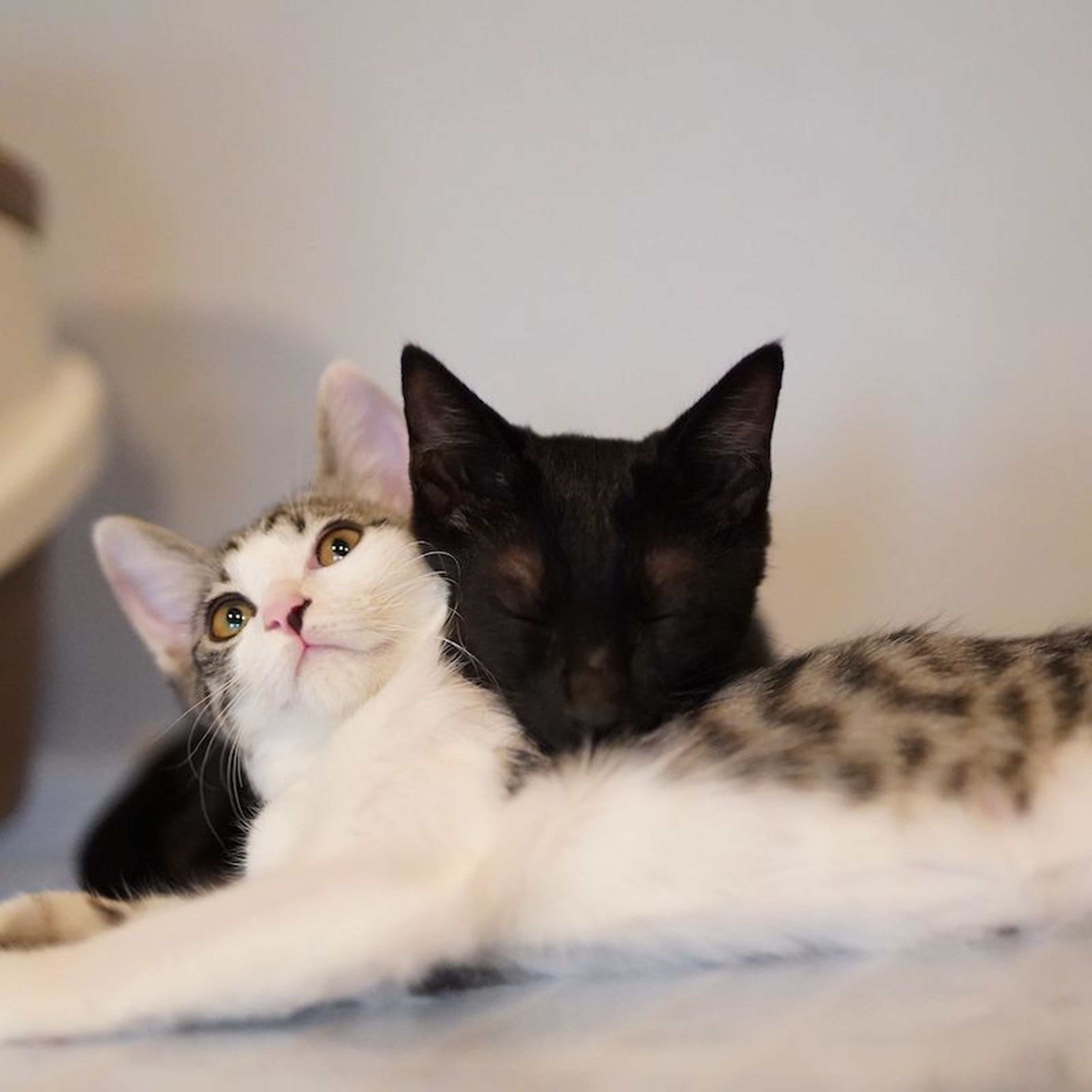 pet-image-7