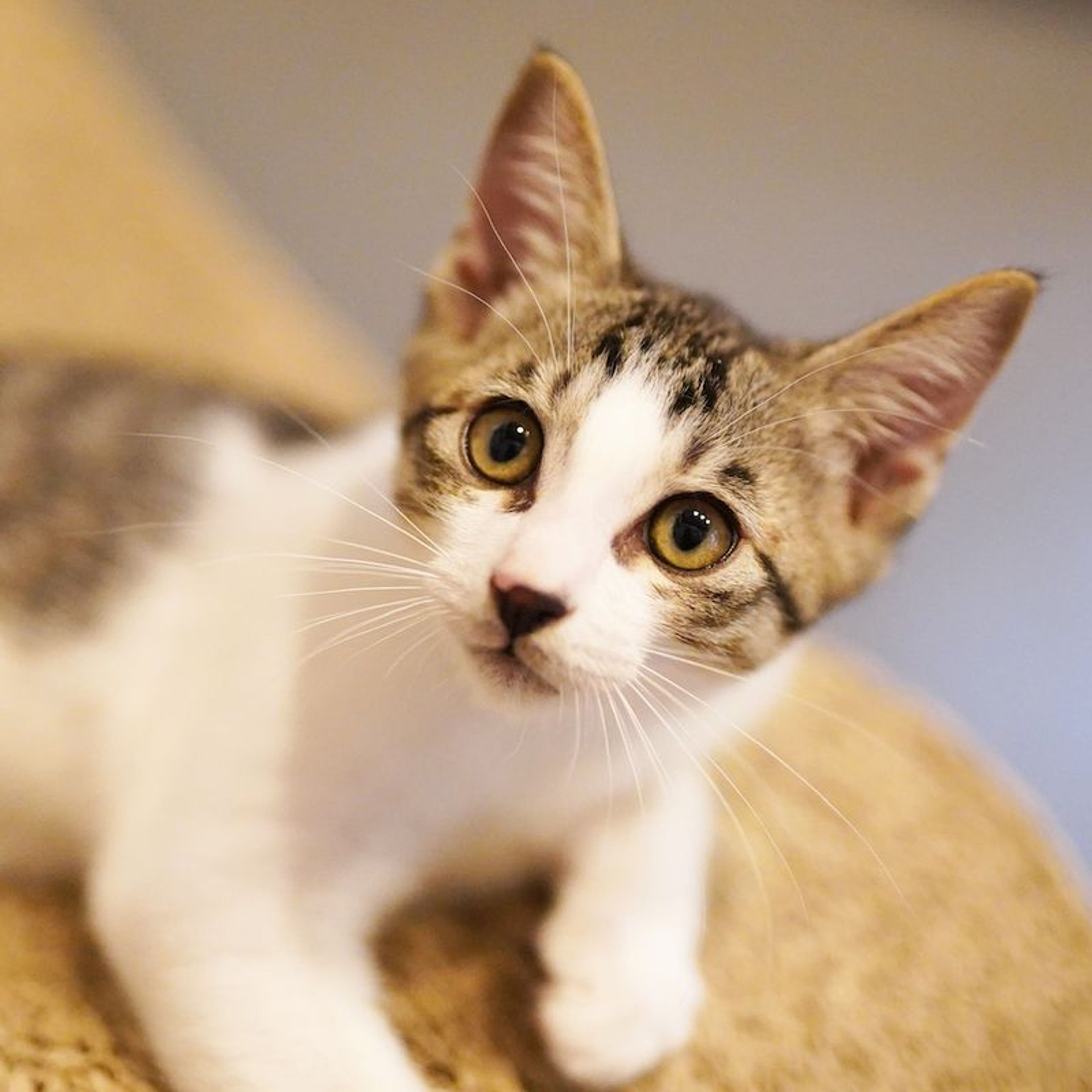 雑種（ミックス猫）・オスの里親募集の写真