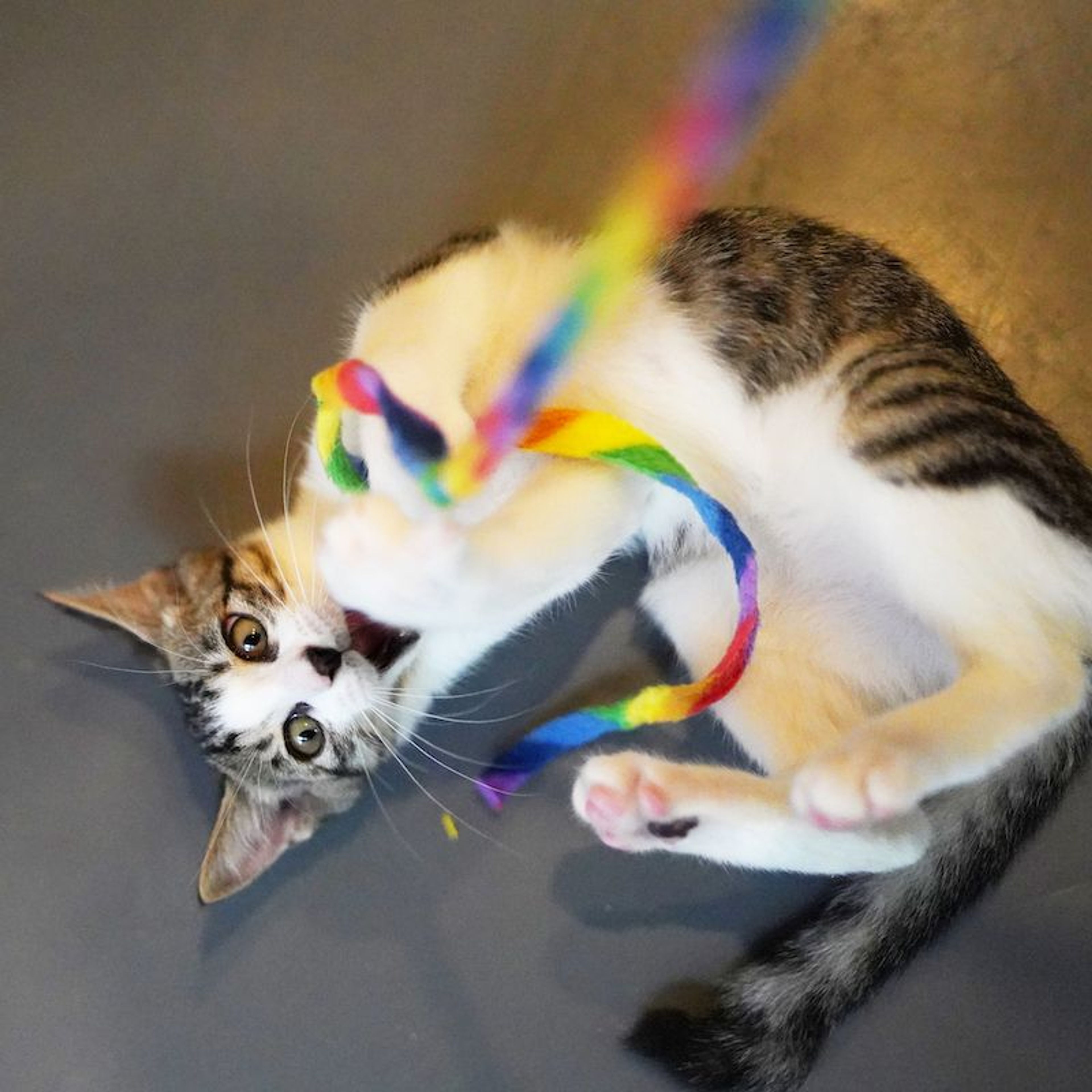 pet-image-4