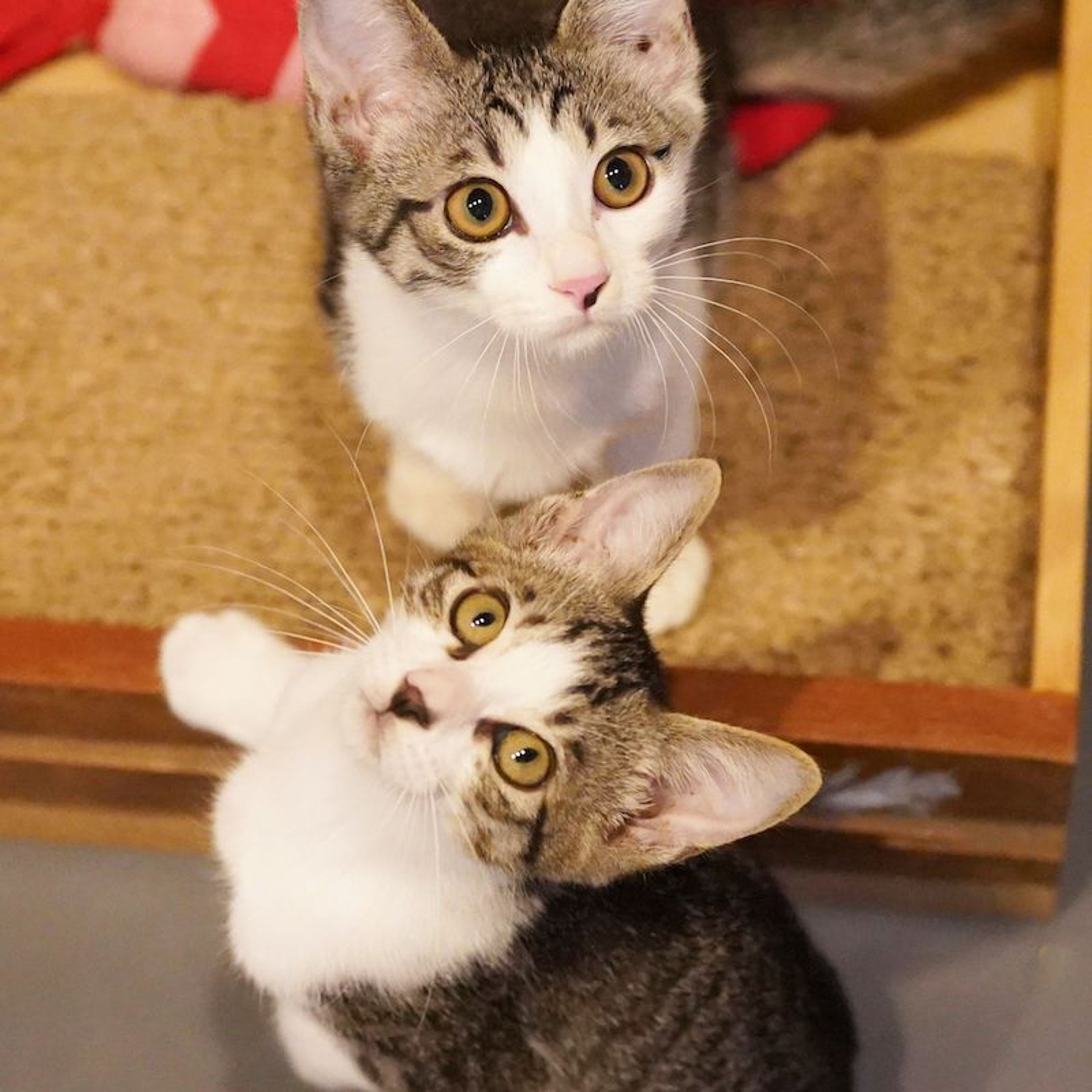 pet-image-5