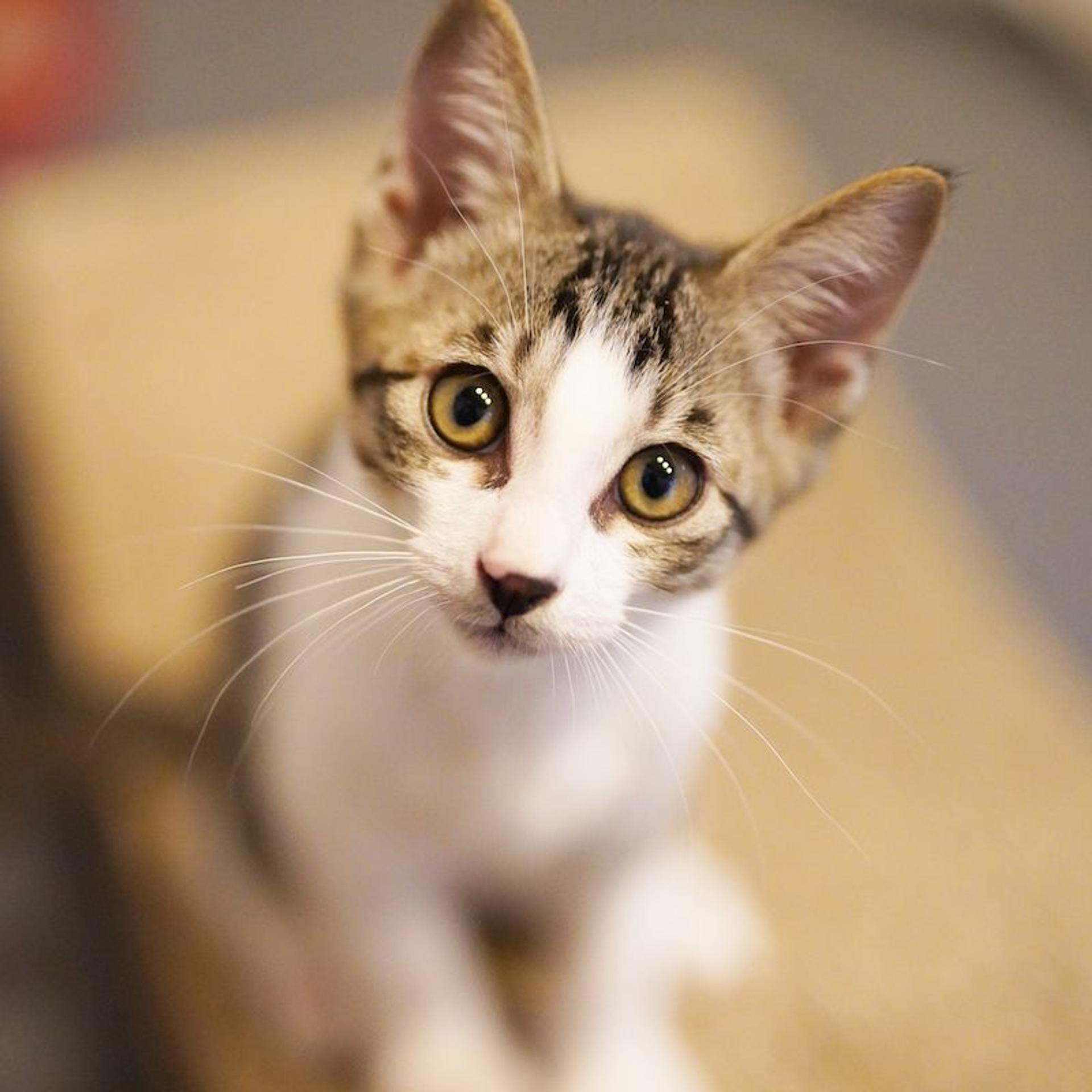 pet-image-6