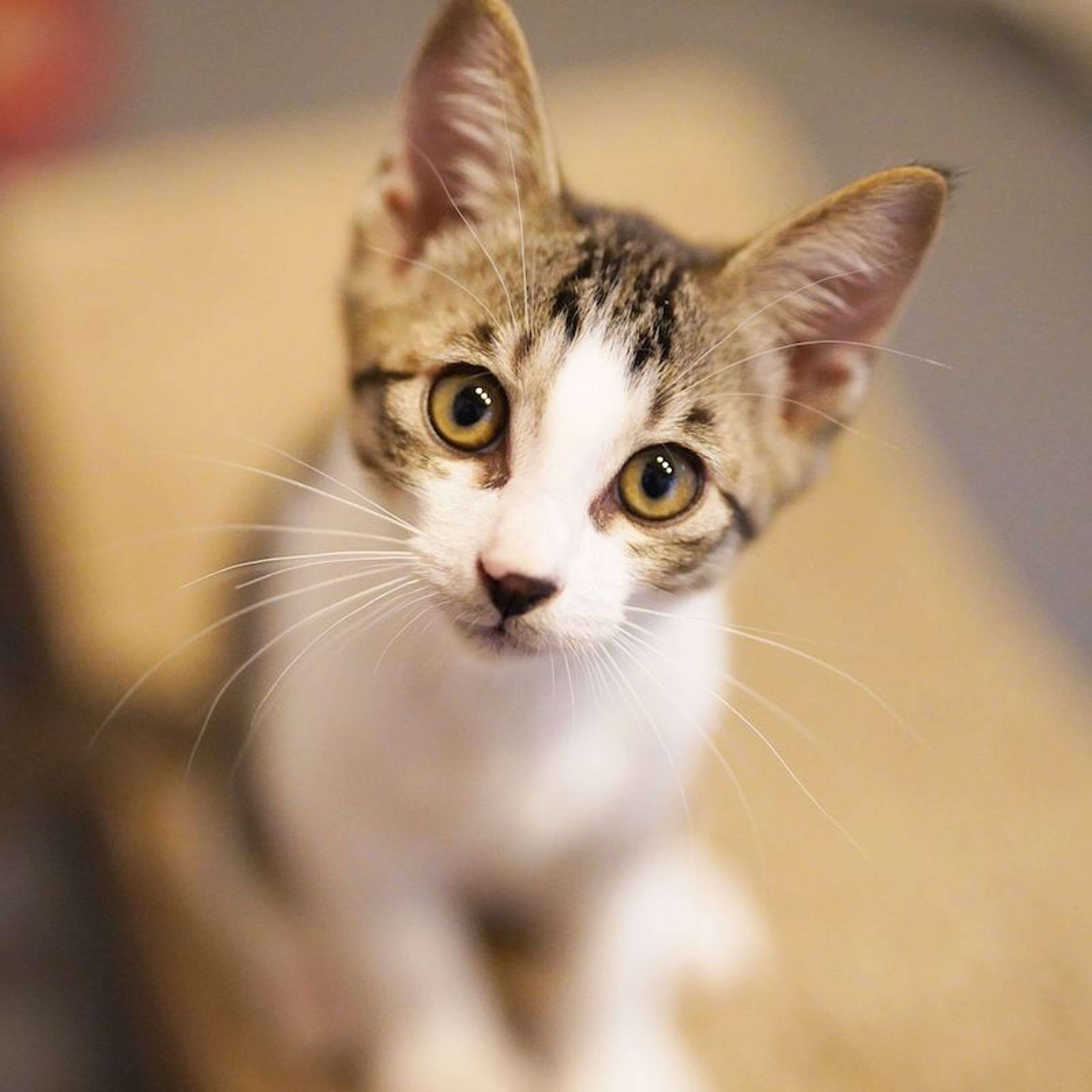 pet-image-6