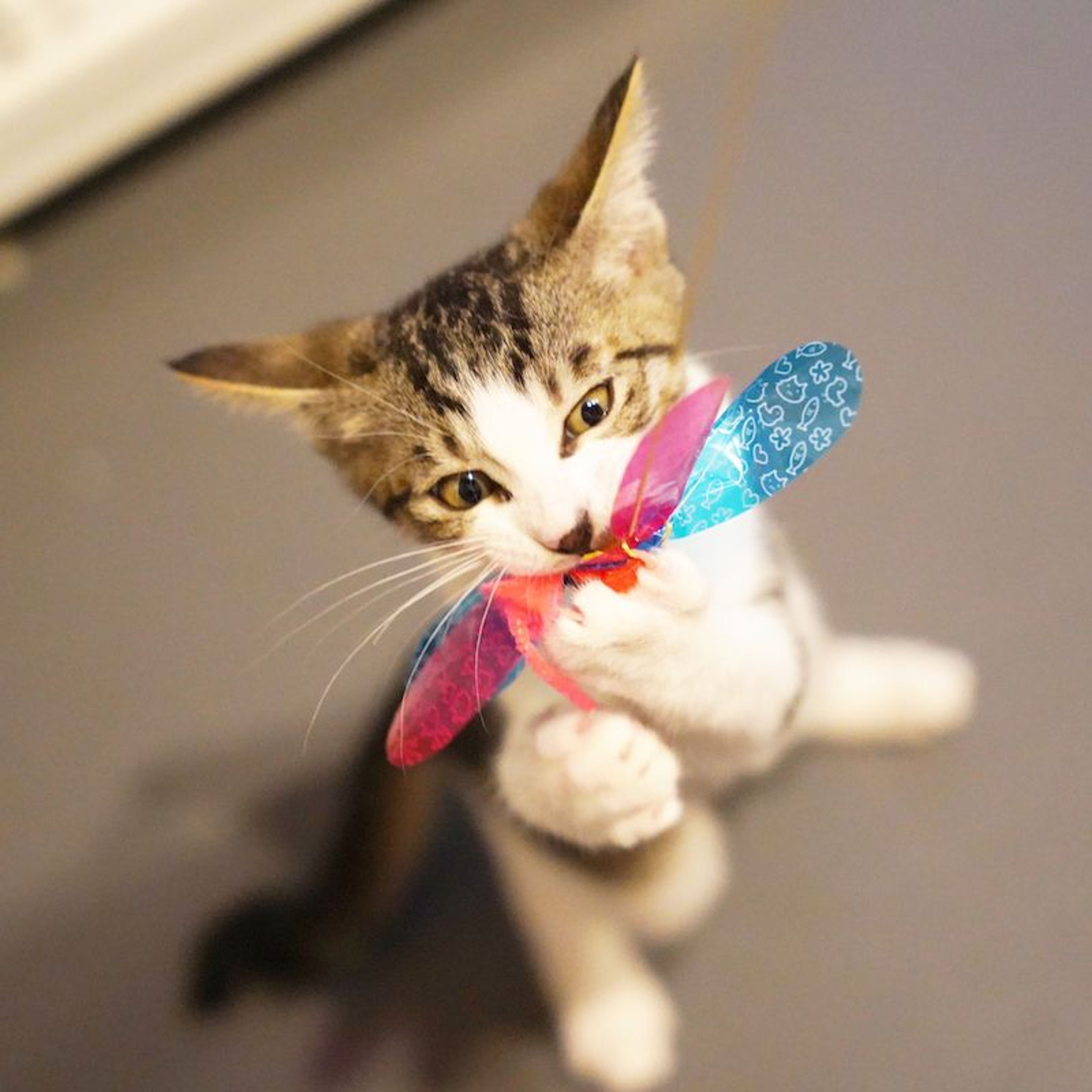 pet-image-7